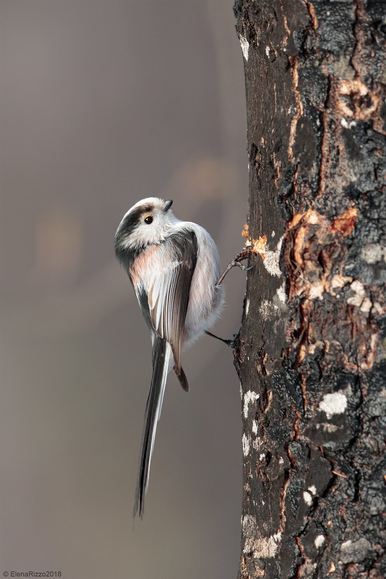 Long-tailed Tit