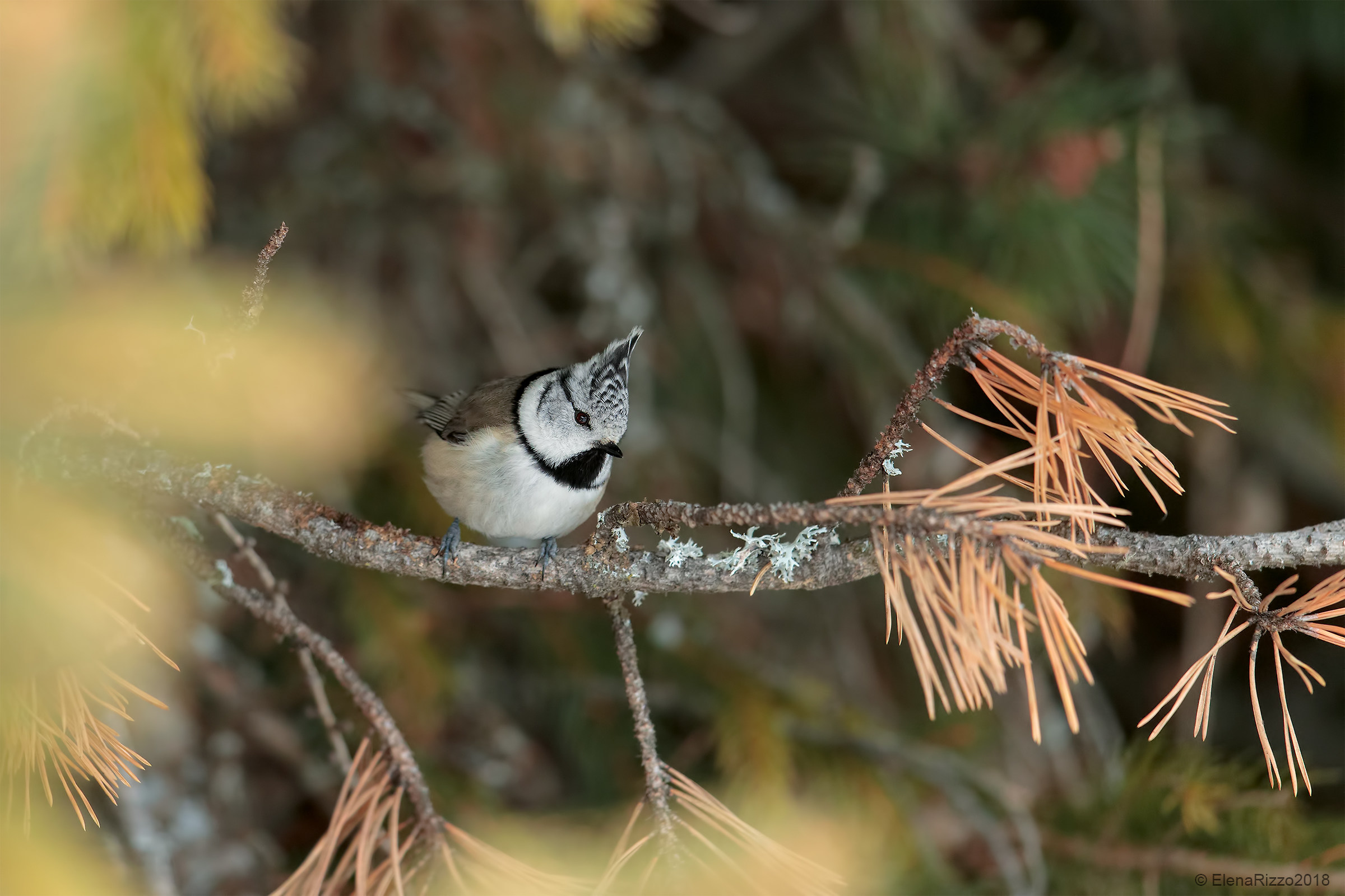 Crested tit