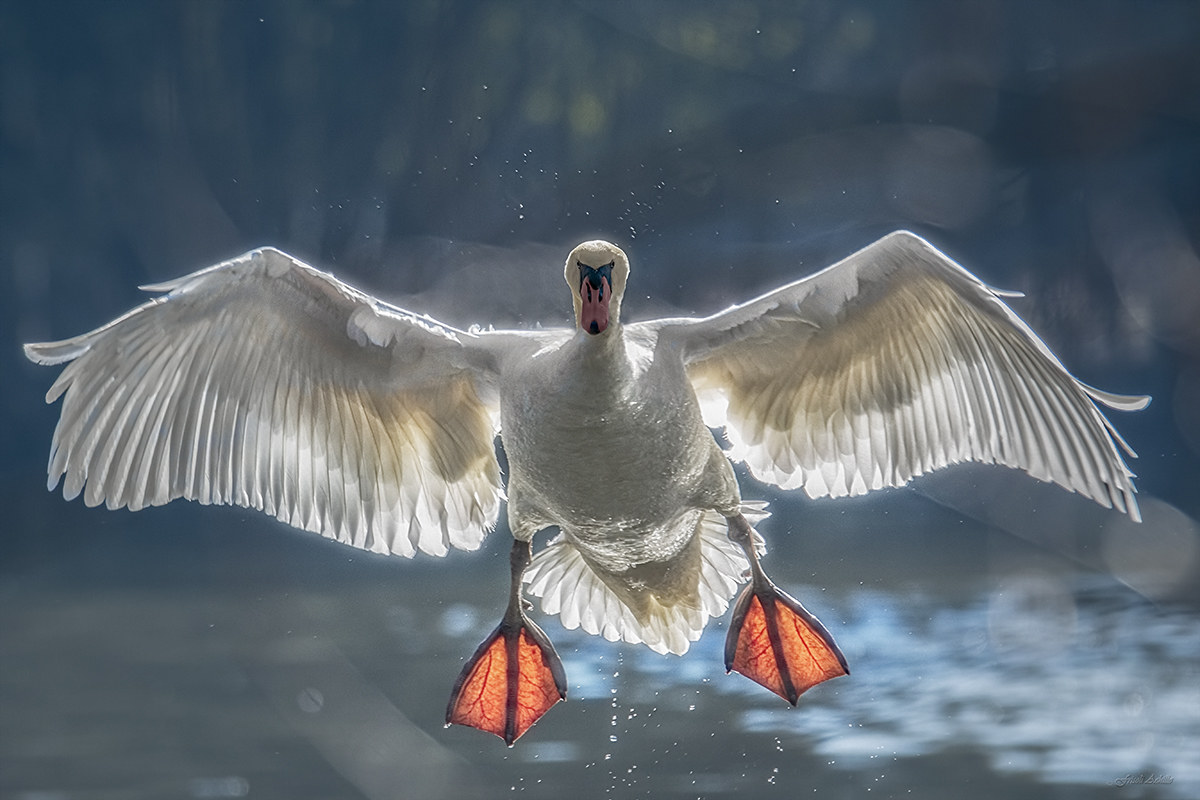 Swan coming .............