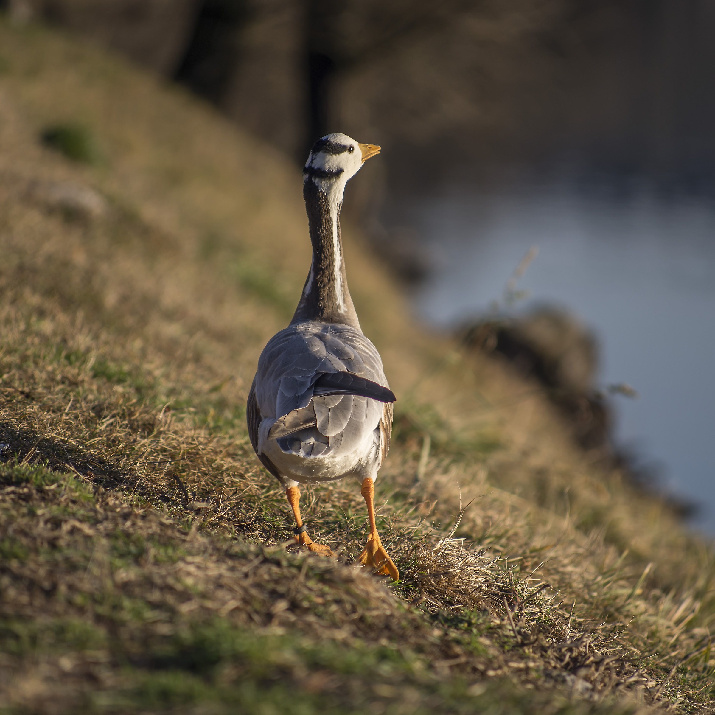 Oca indiana a passeggio sull'alzaia del Ticino