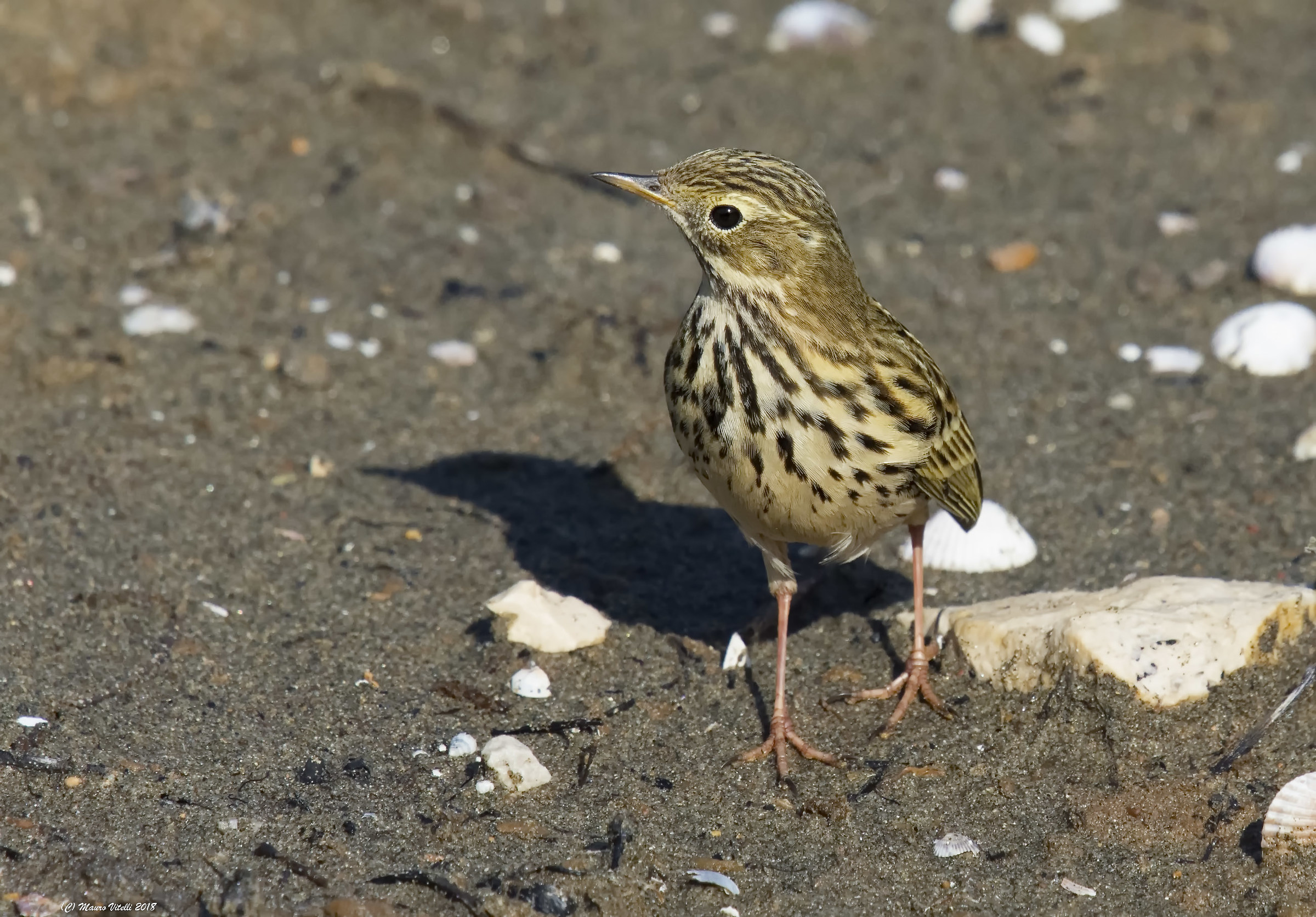 Spioncello Anthus spinoletta