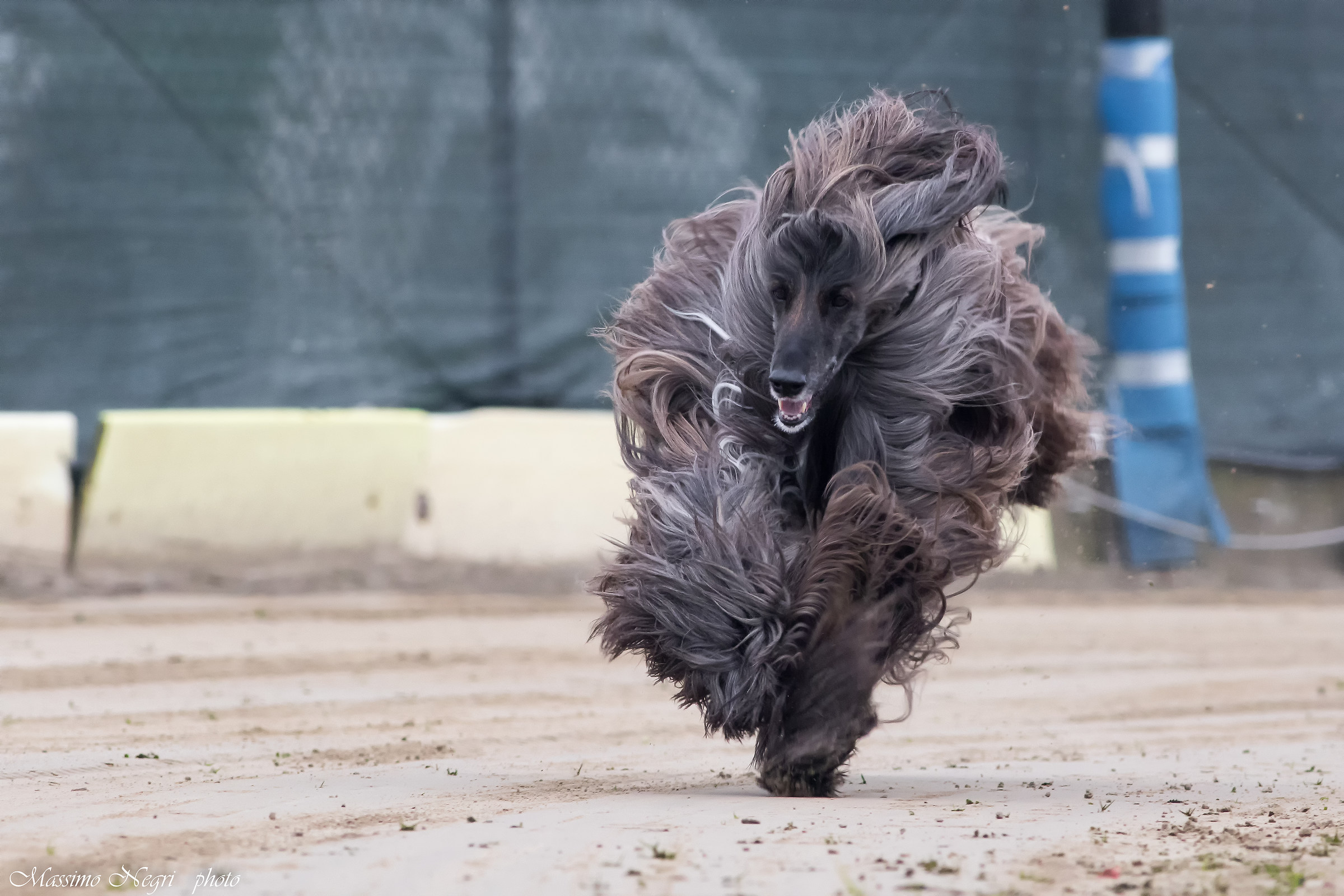 Afghan hound at the racetrack