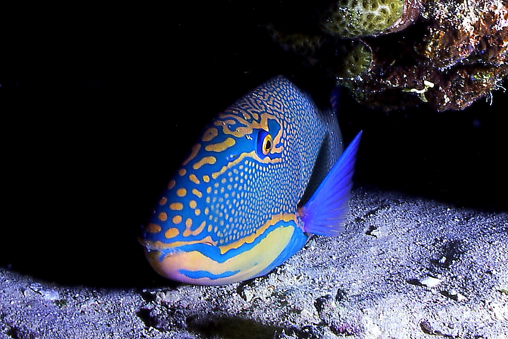 Pappagallo in tana x la notte (imm.notturna)