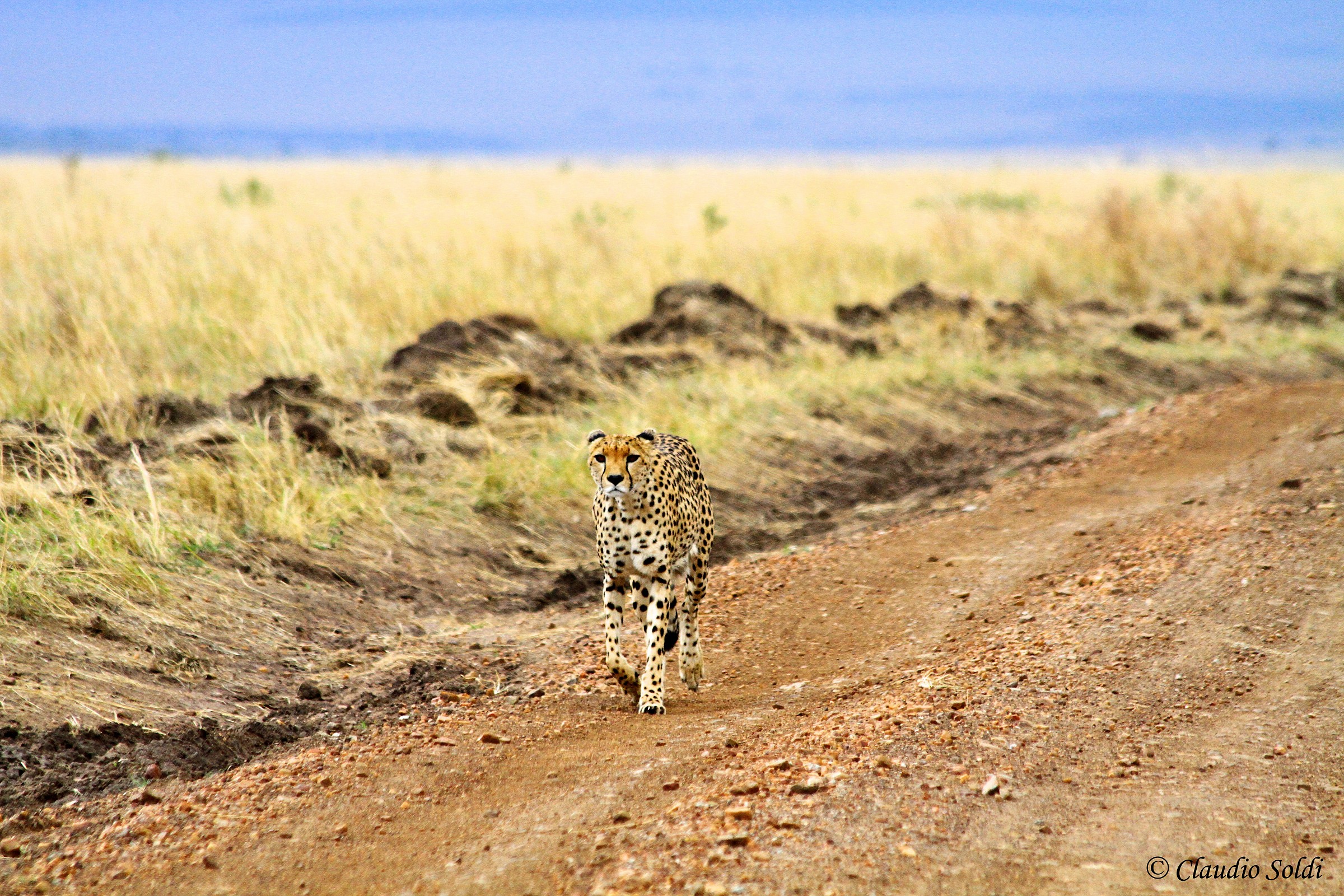 The walking cheetah - Masai Mara