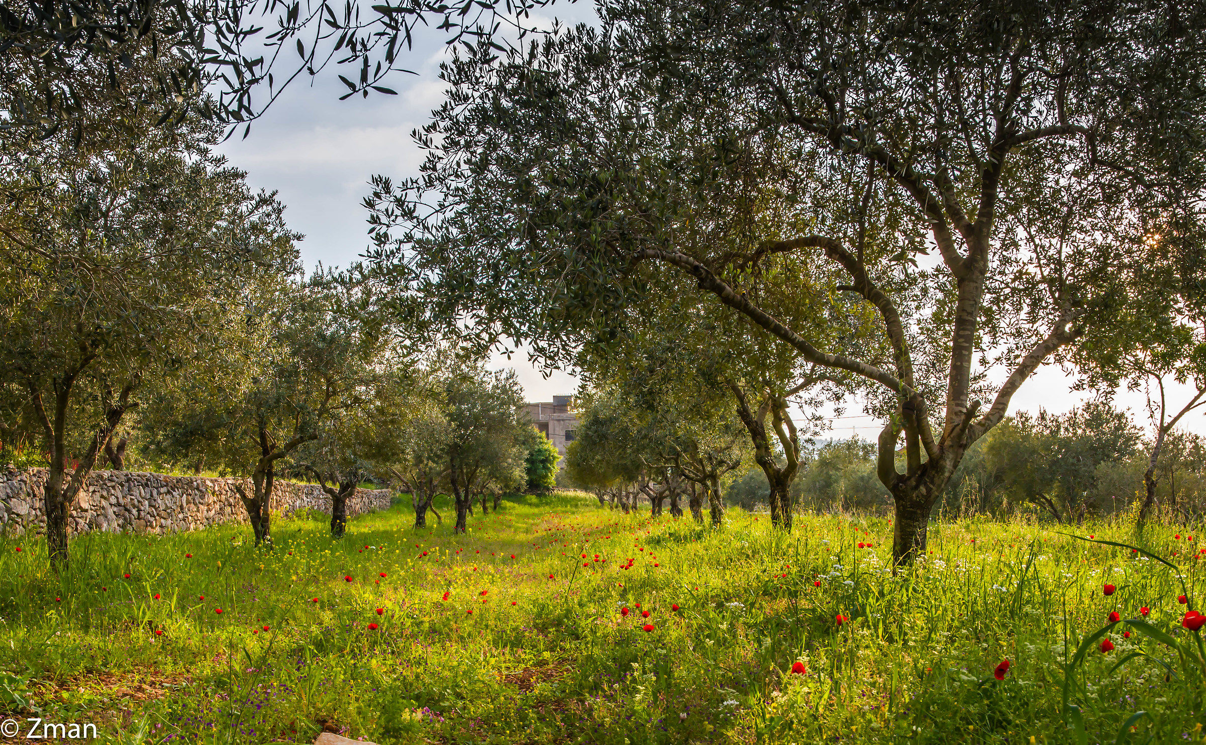 Il campo degli ulivi