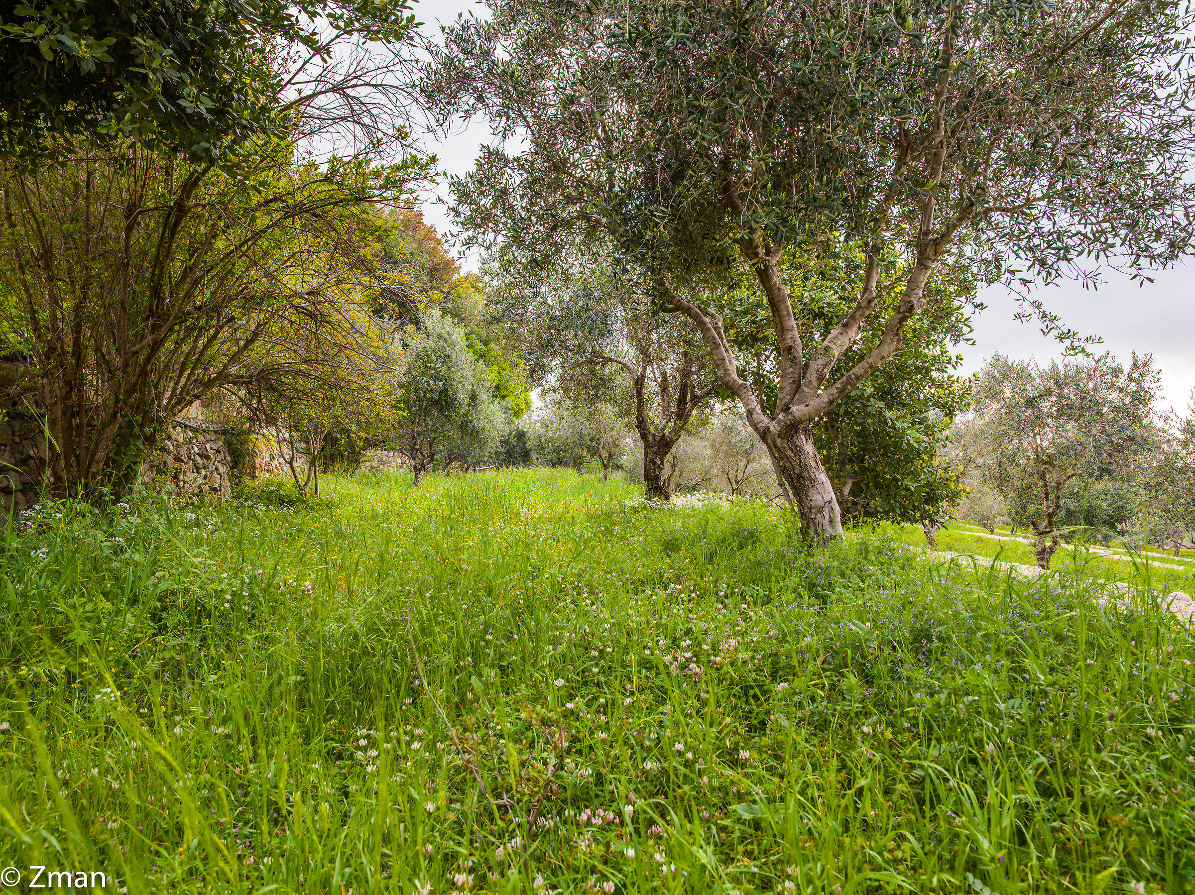 Il campo degli ulivi