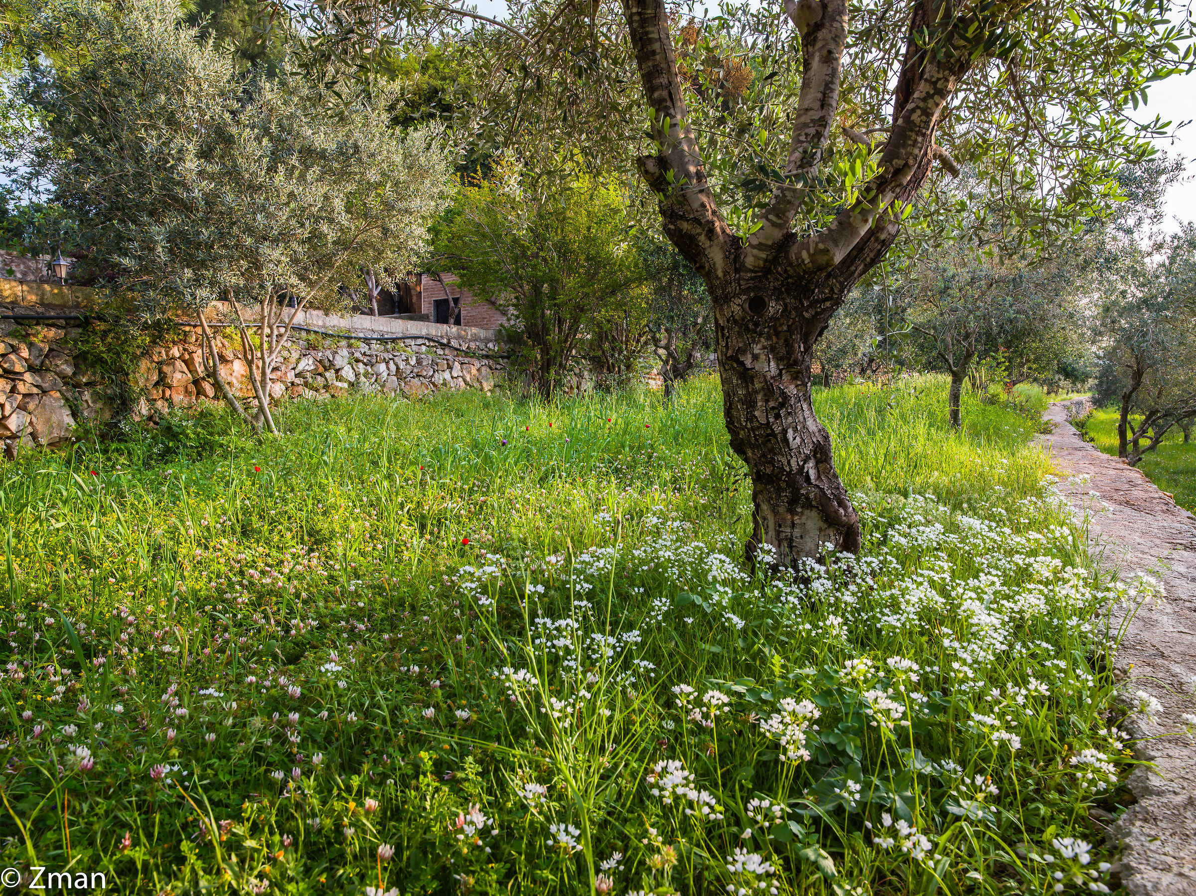 Il campo degli ulivi