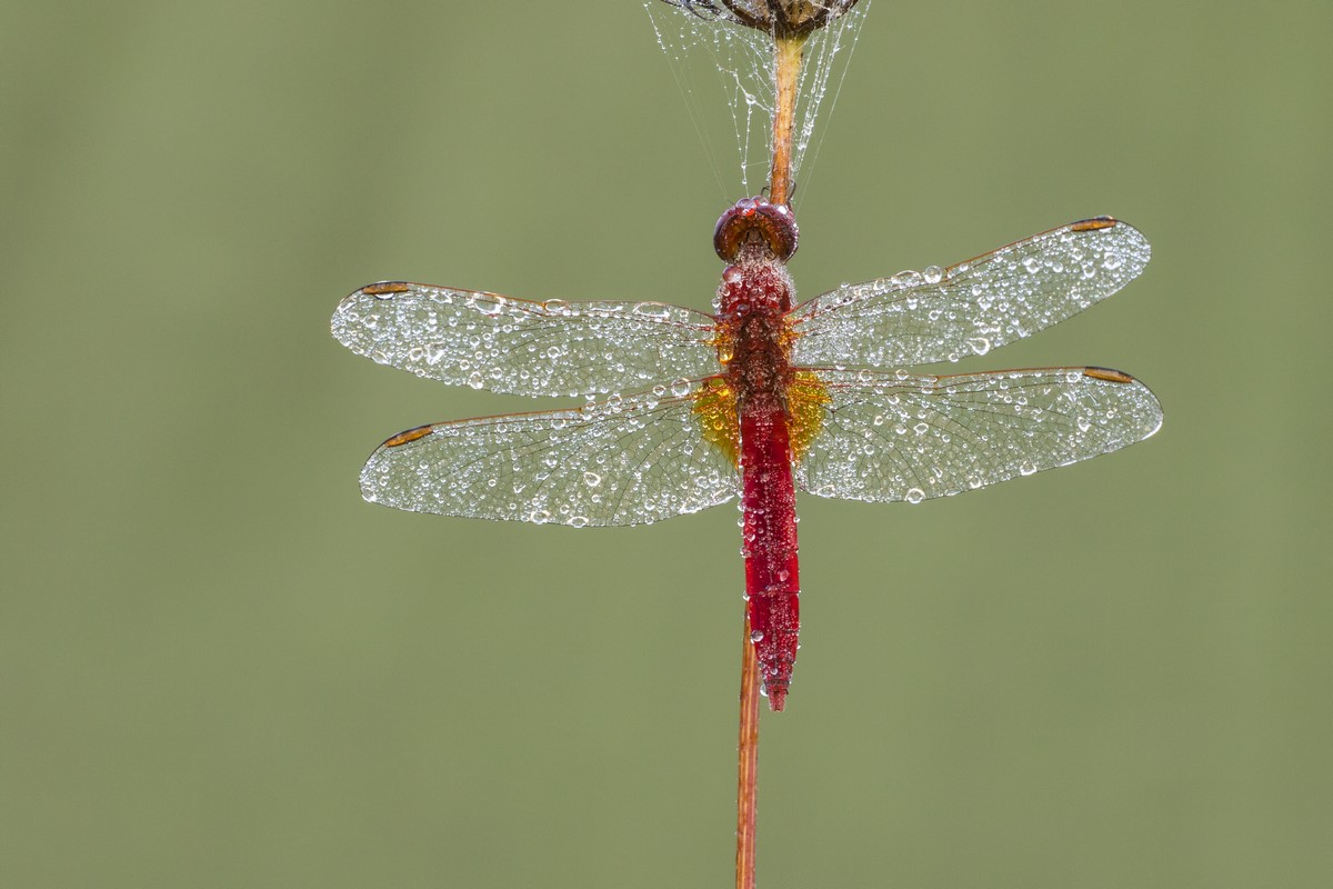Crocothemis Erythraea Male
