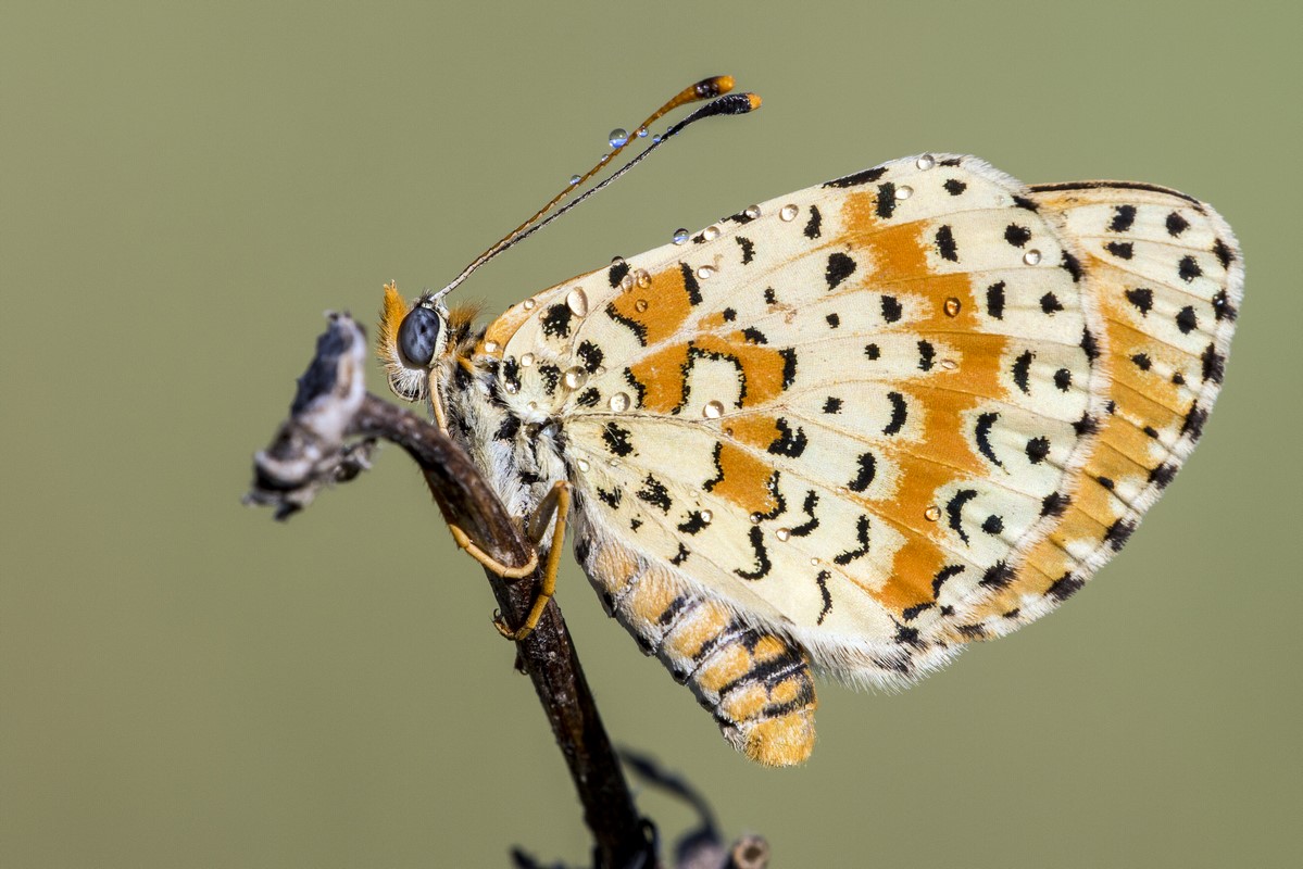Melitaea didyma