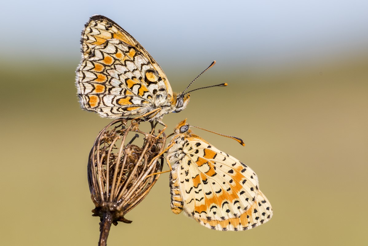 Melitaea didyma
