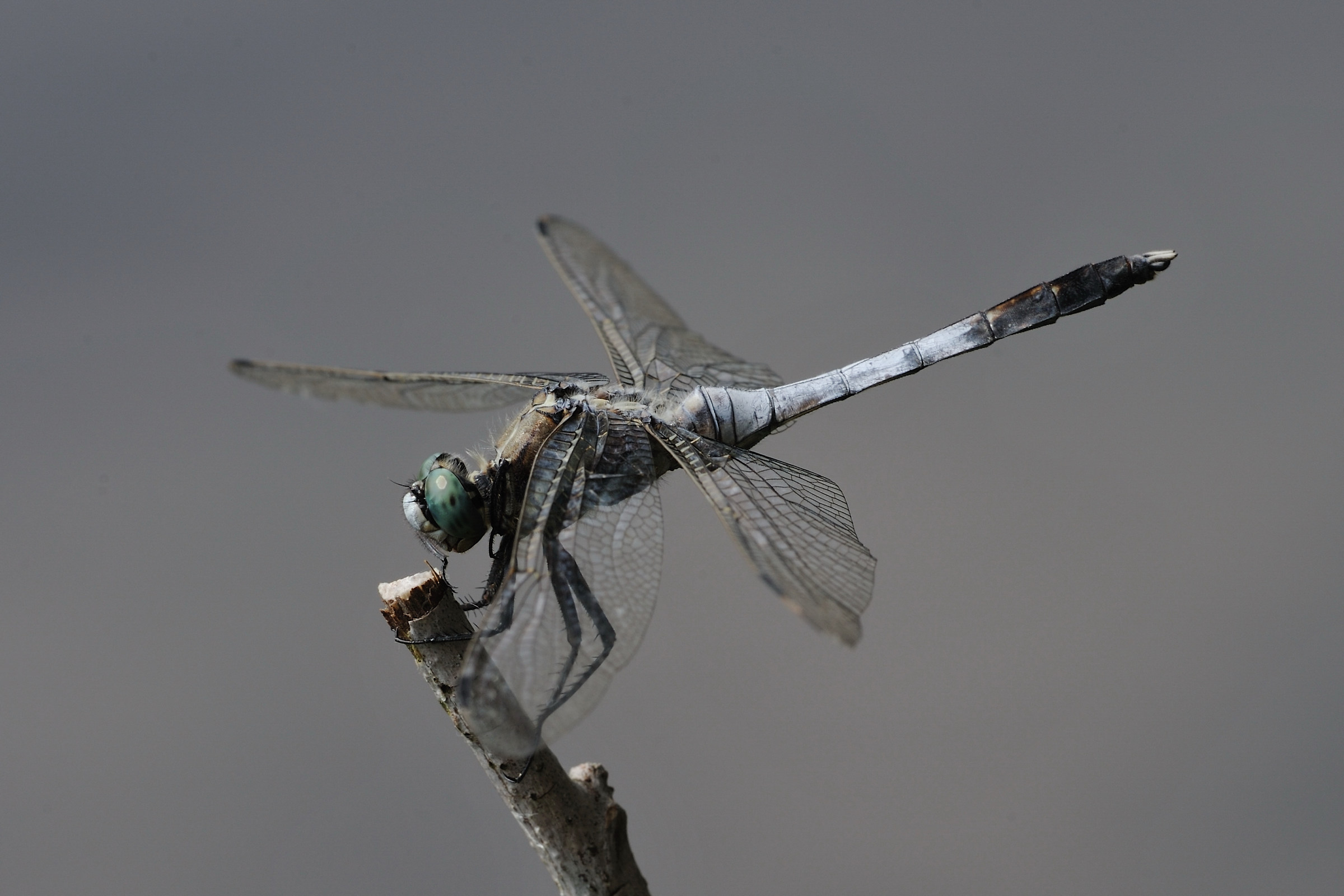 Orthetrum albistylum (Frecciazzurra puntabianca)