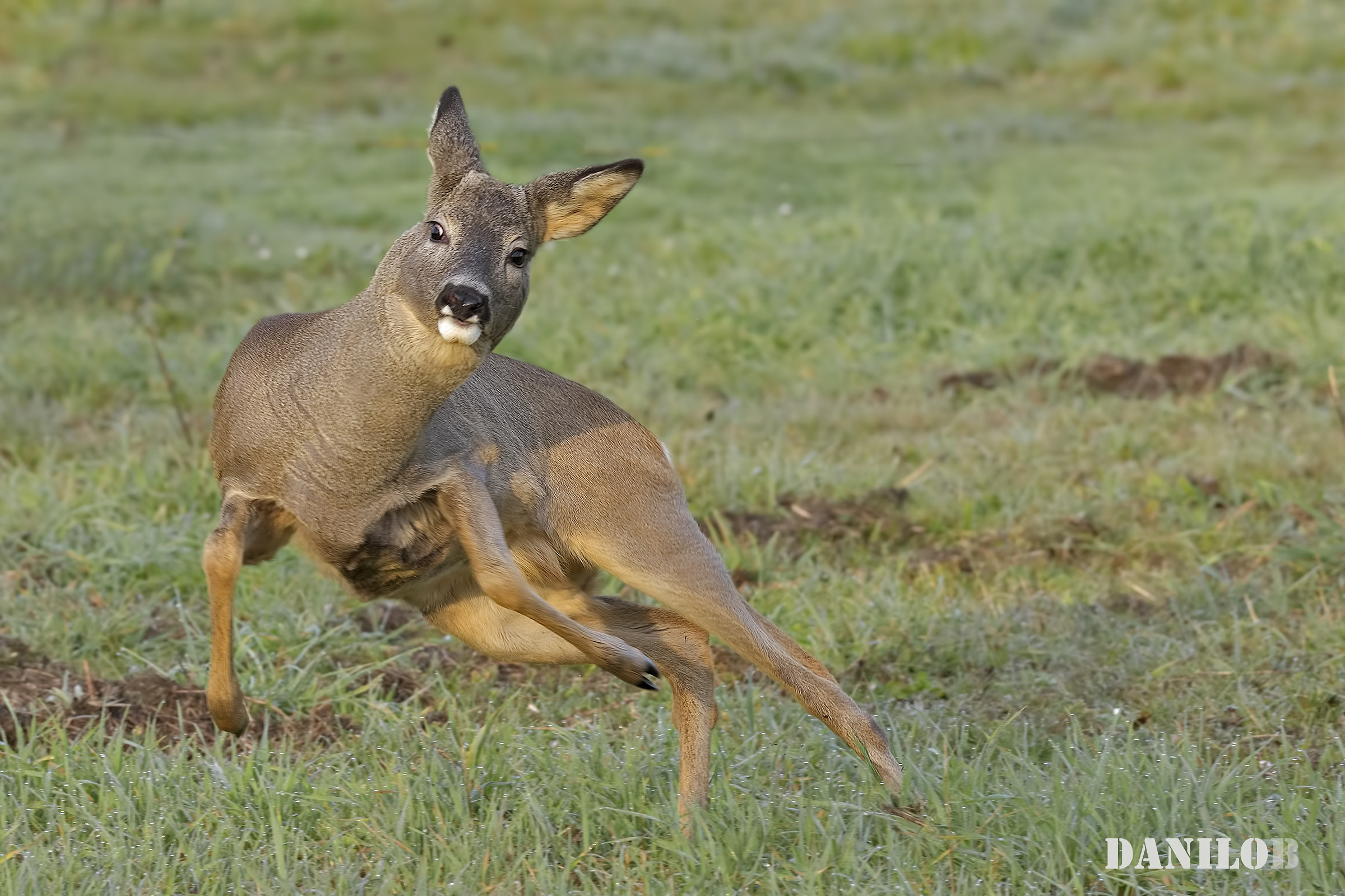 ...scarto a destra...