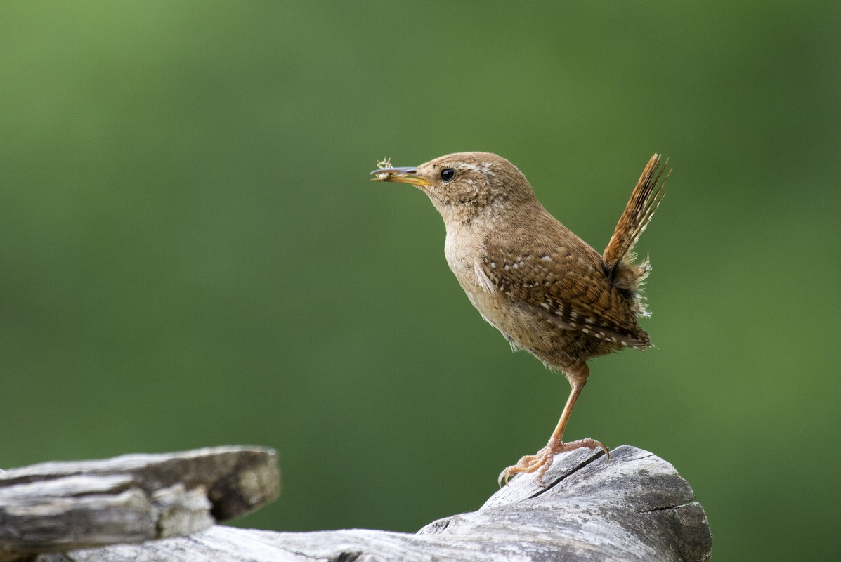 wren