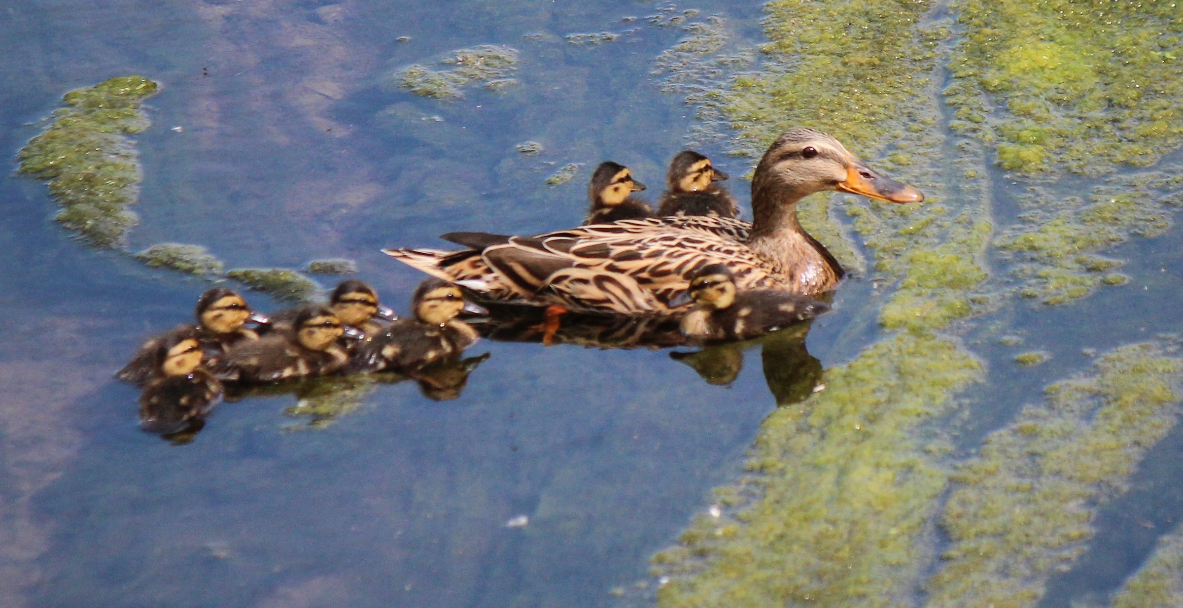 germana ed i piccoli