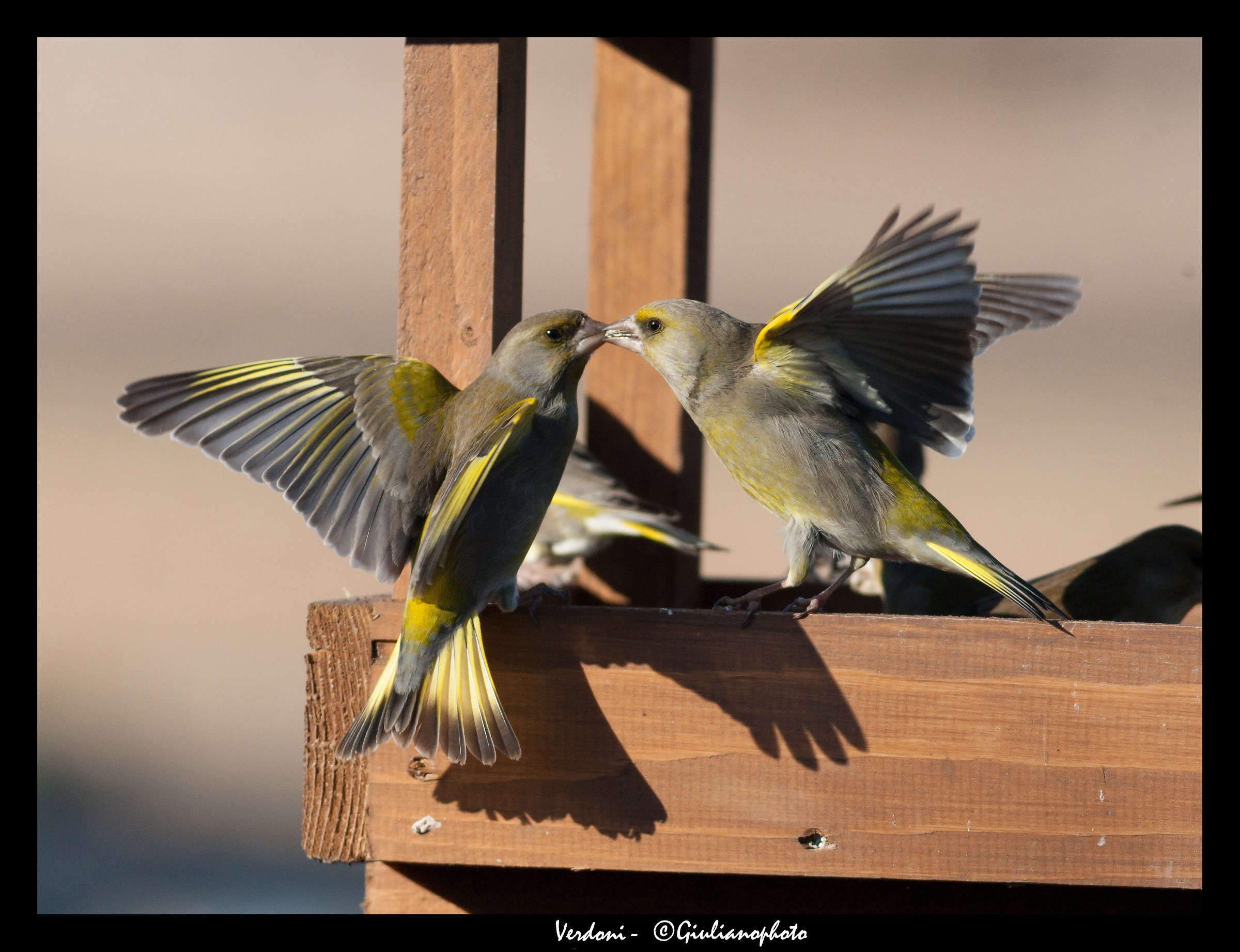 greenfinches