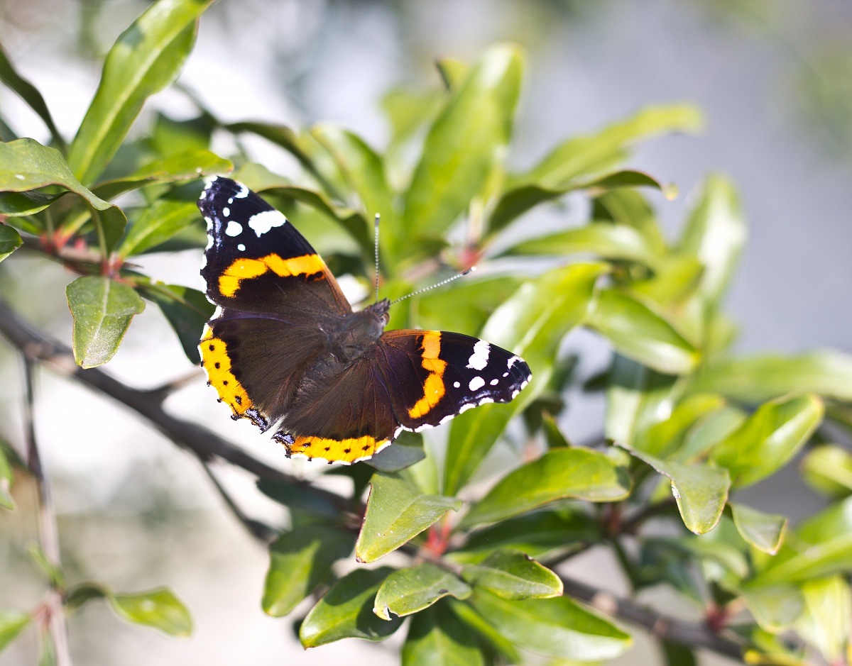 Farfalla su albero di  melograno