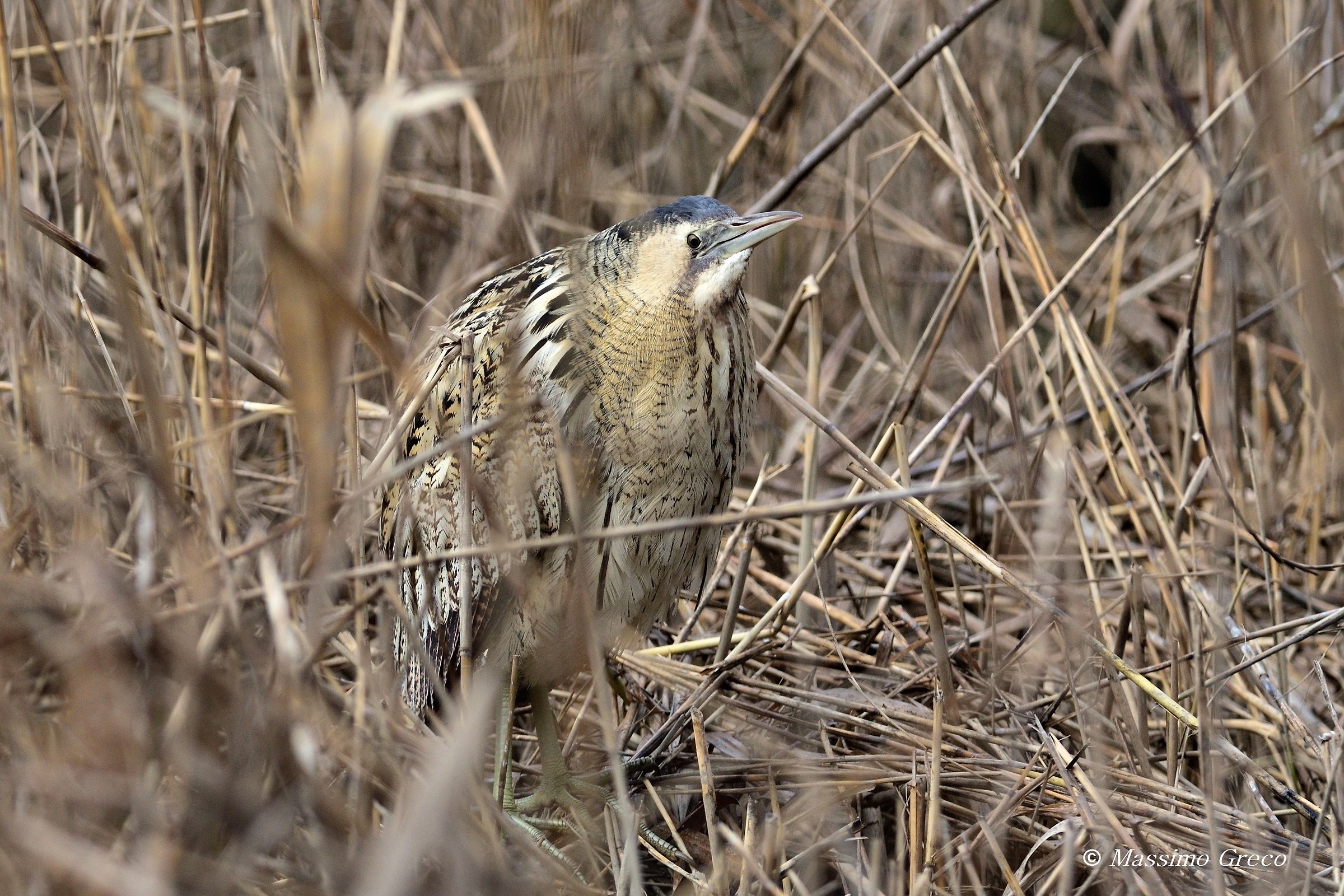 Bittern (Botaurus stellaris)