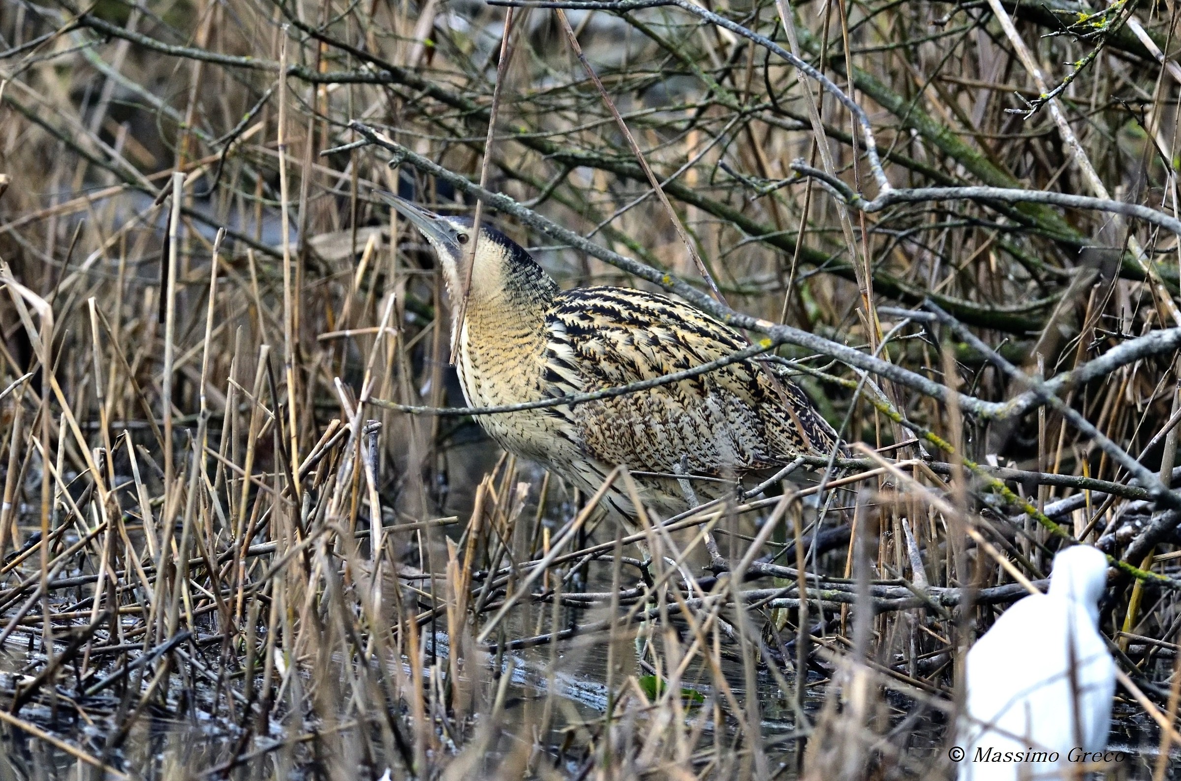 Bittern (Botaurus stellaris)