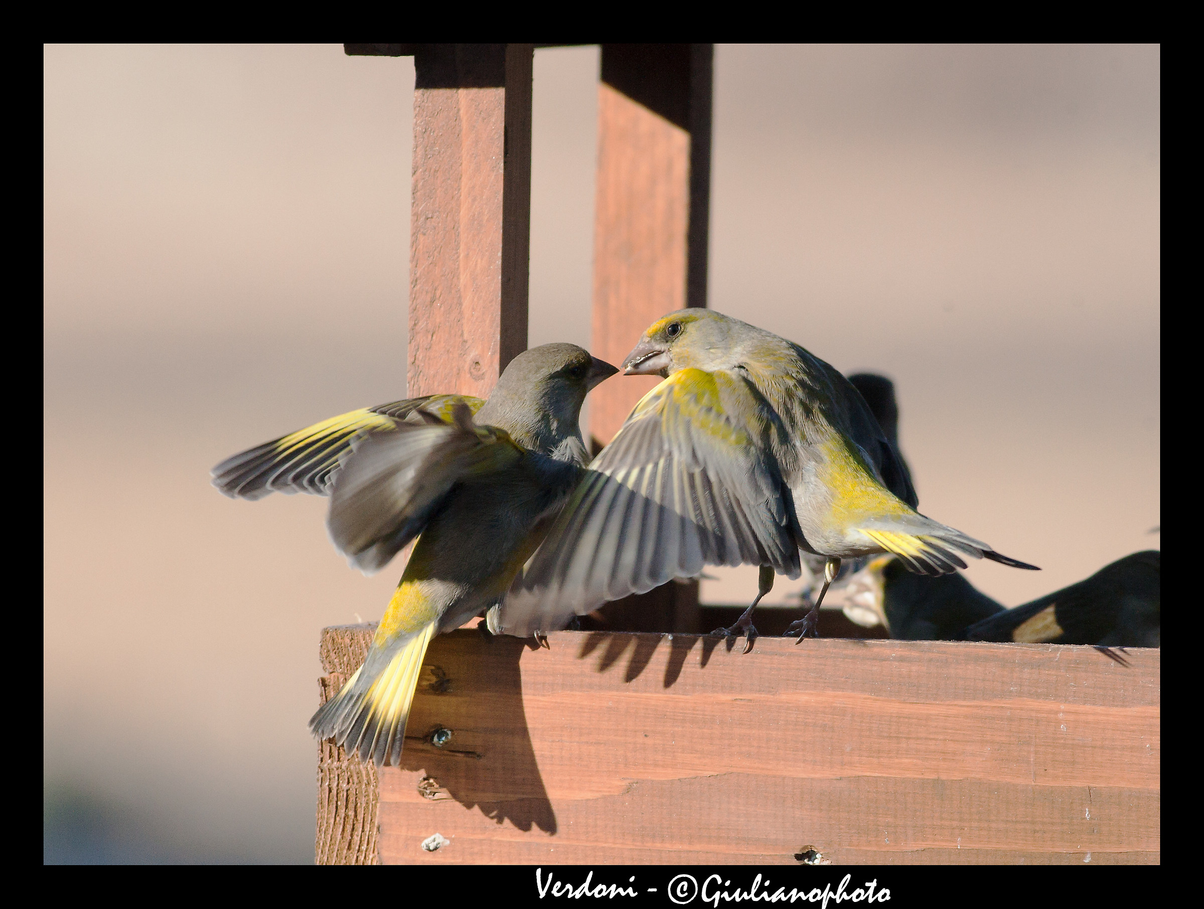 greenfinches