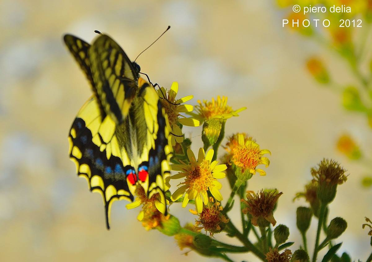 swallowtail (Papilio Machaon)
