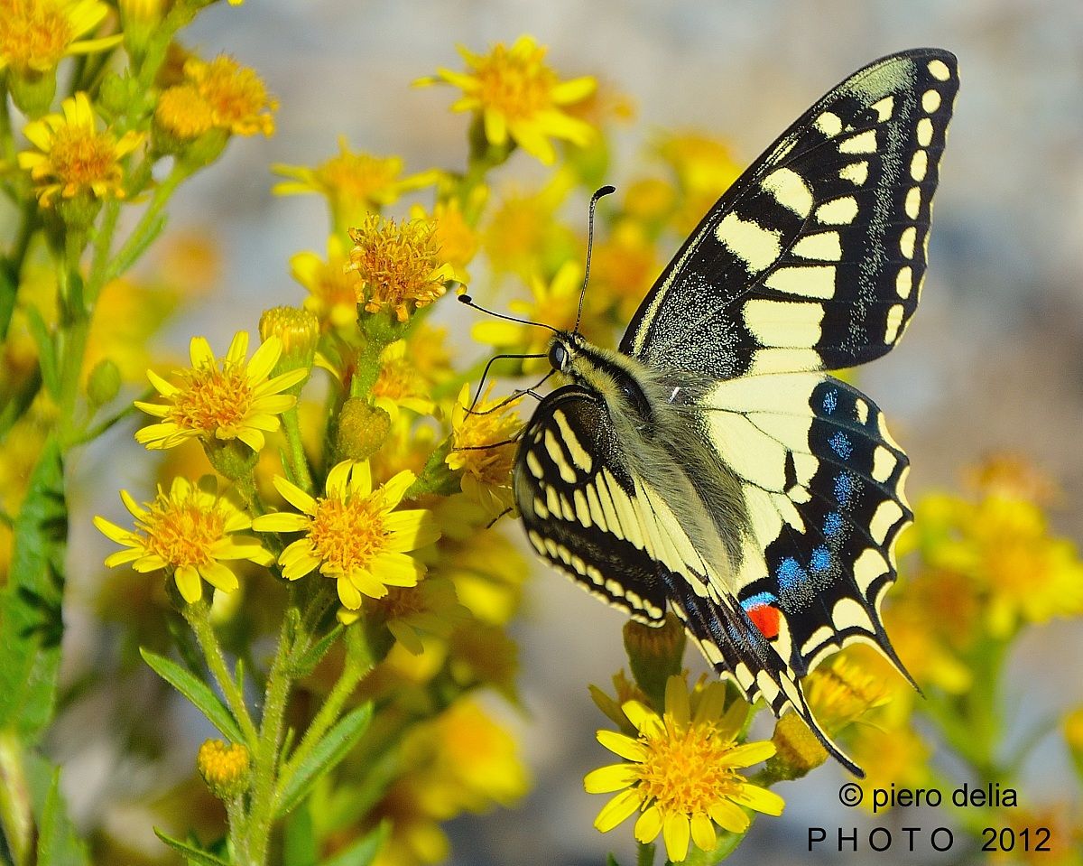 swallowtail (Papilio Machaon)