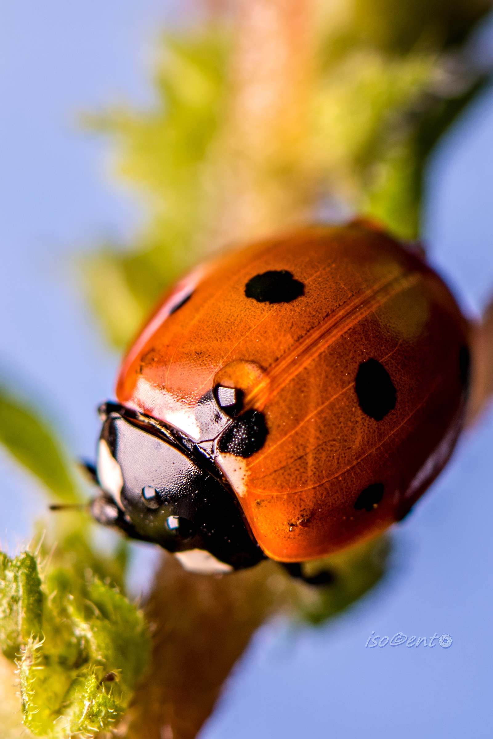 Coccinelle