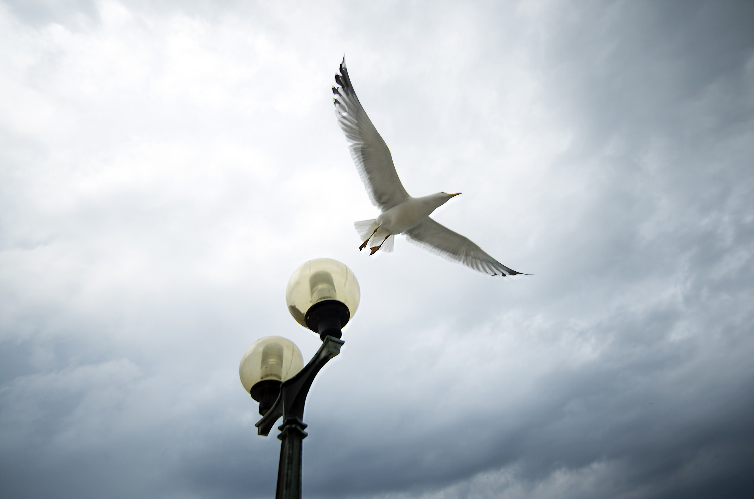 Gabbianoche stands out the flight