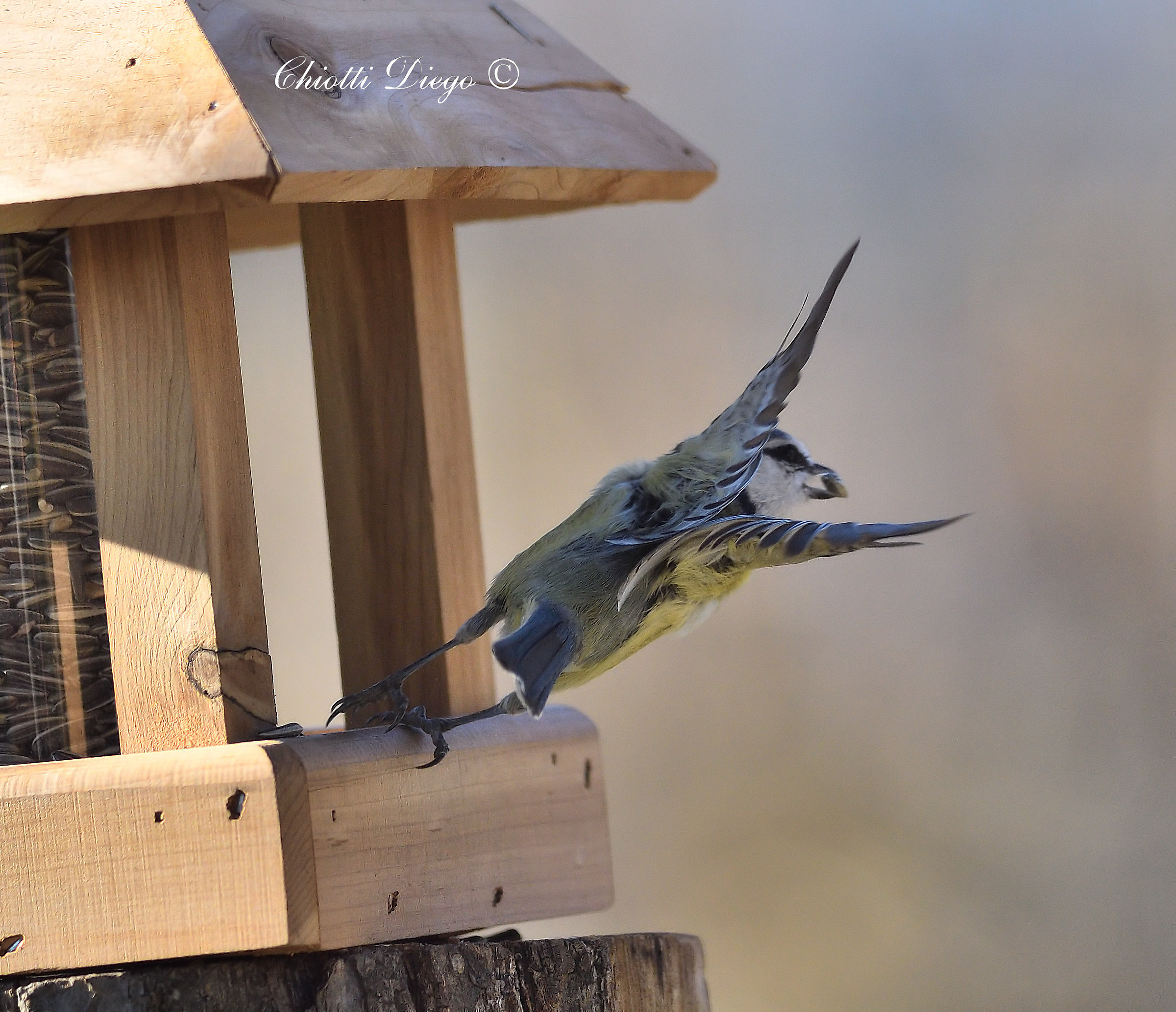 Stretching of Blue Tit