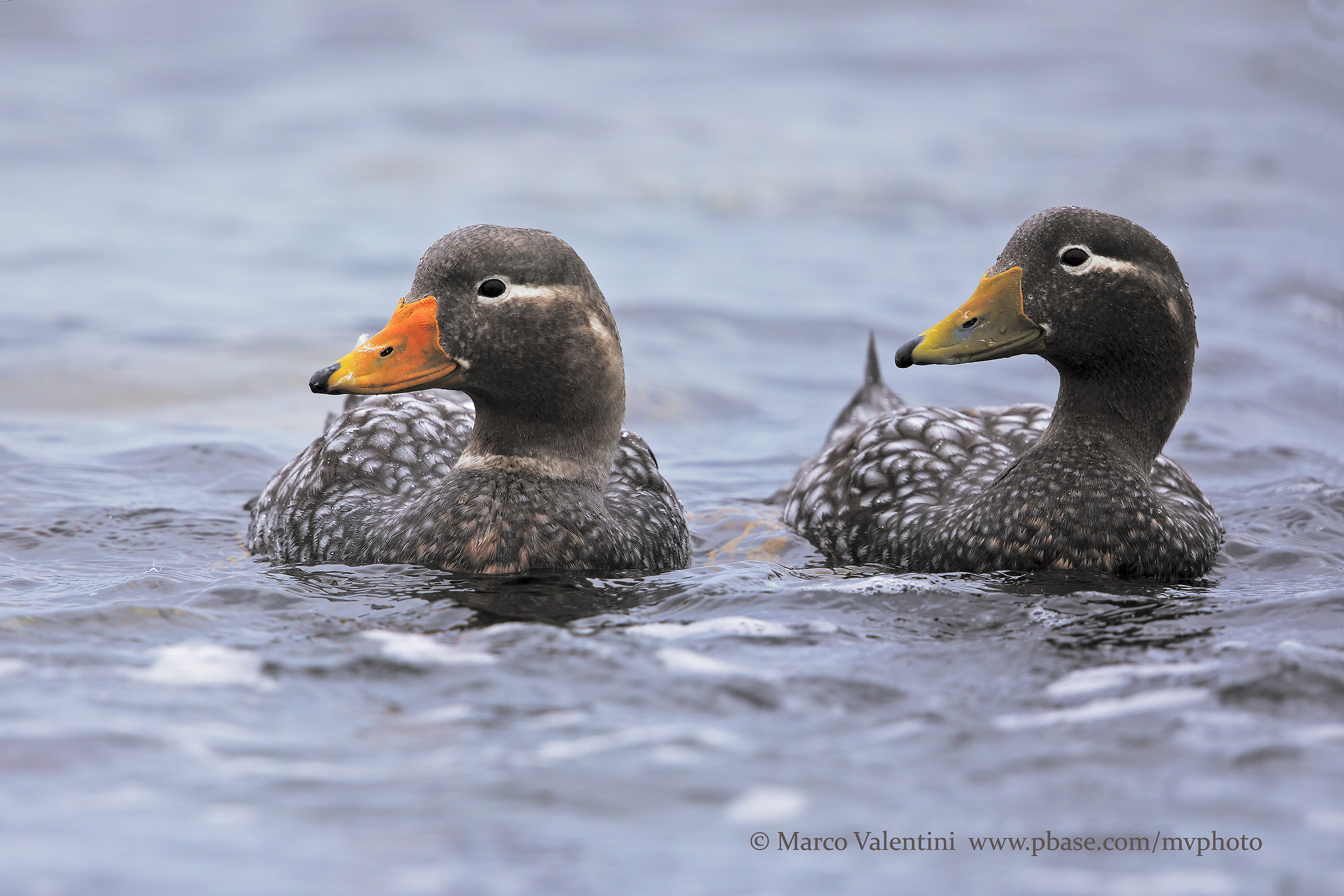 Inetta duck - The couple