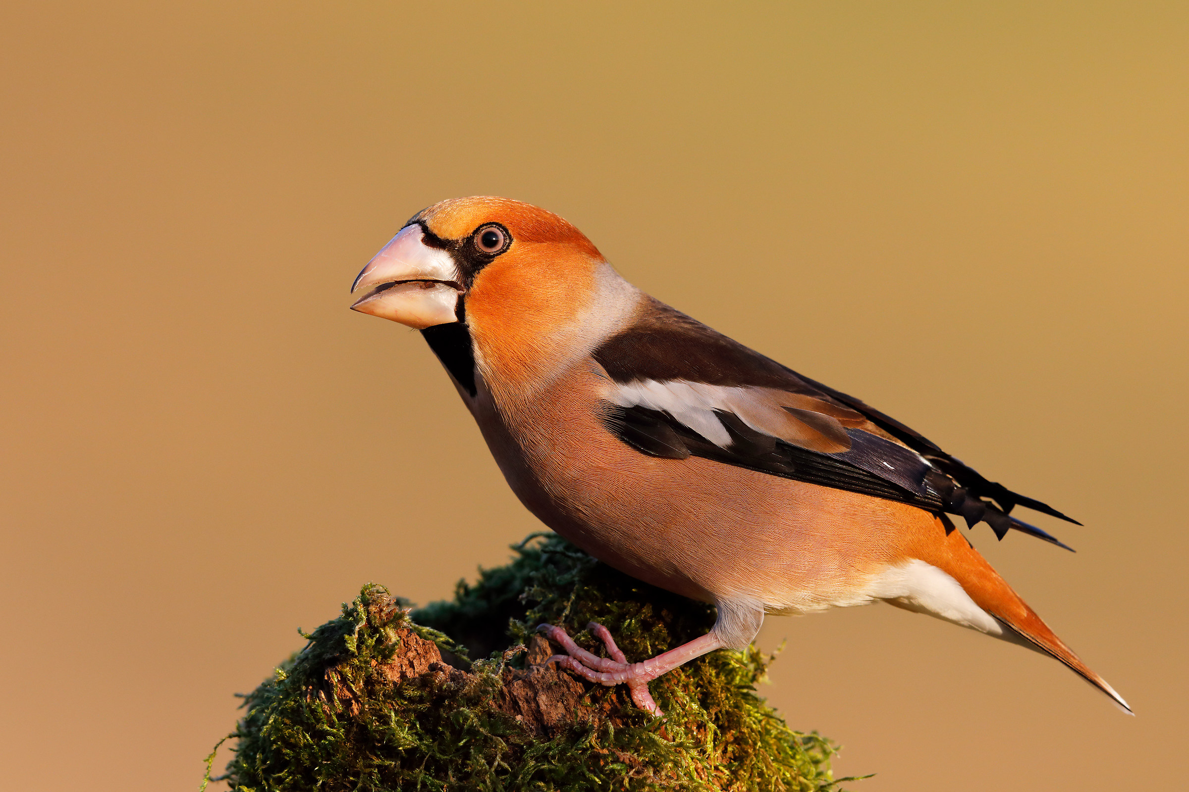 Grosbeak