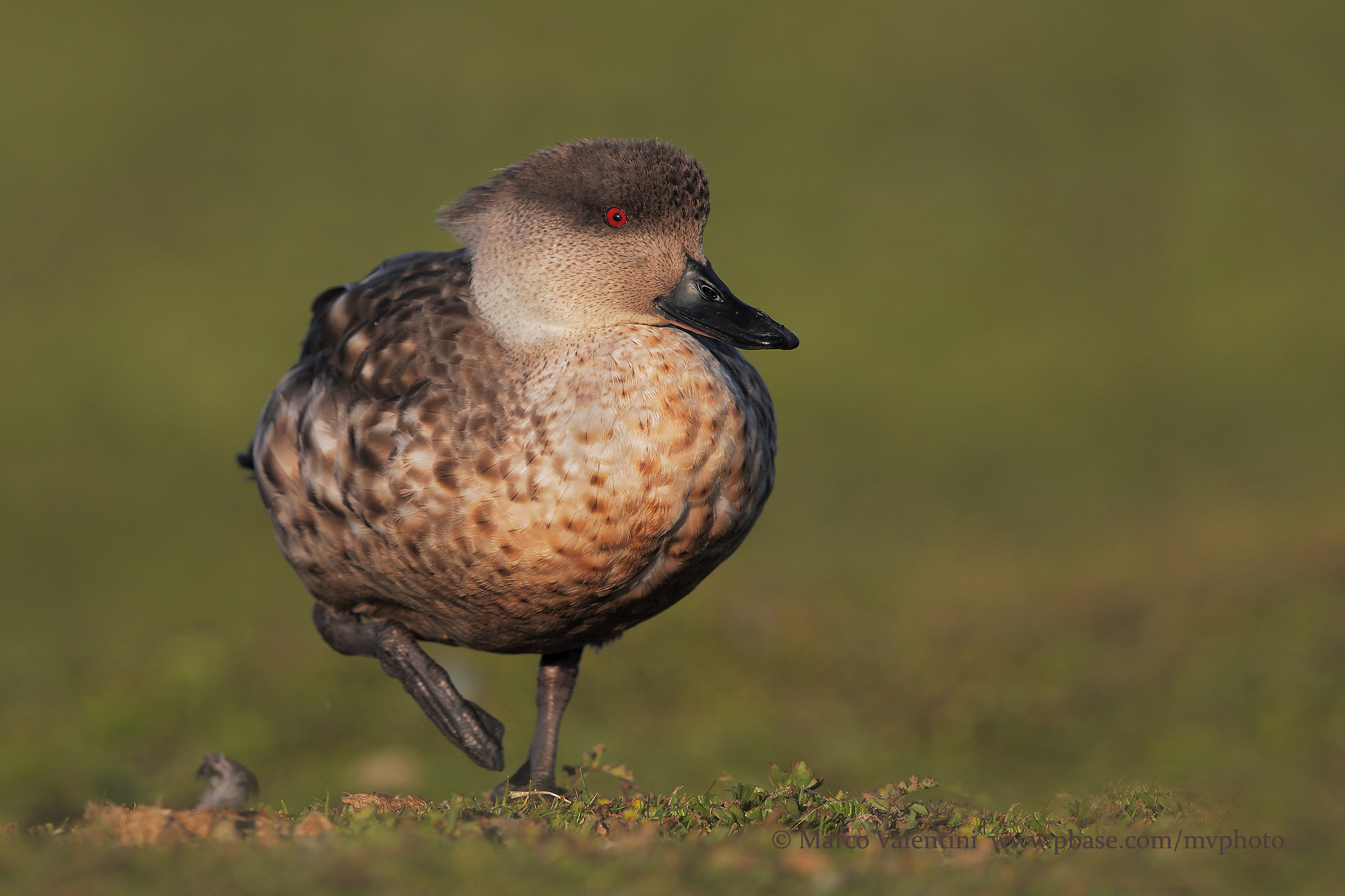 Crested Patagonian Duck