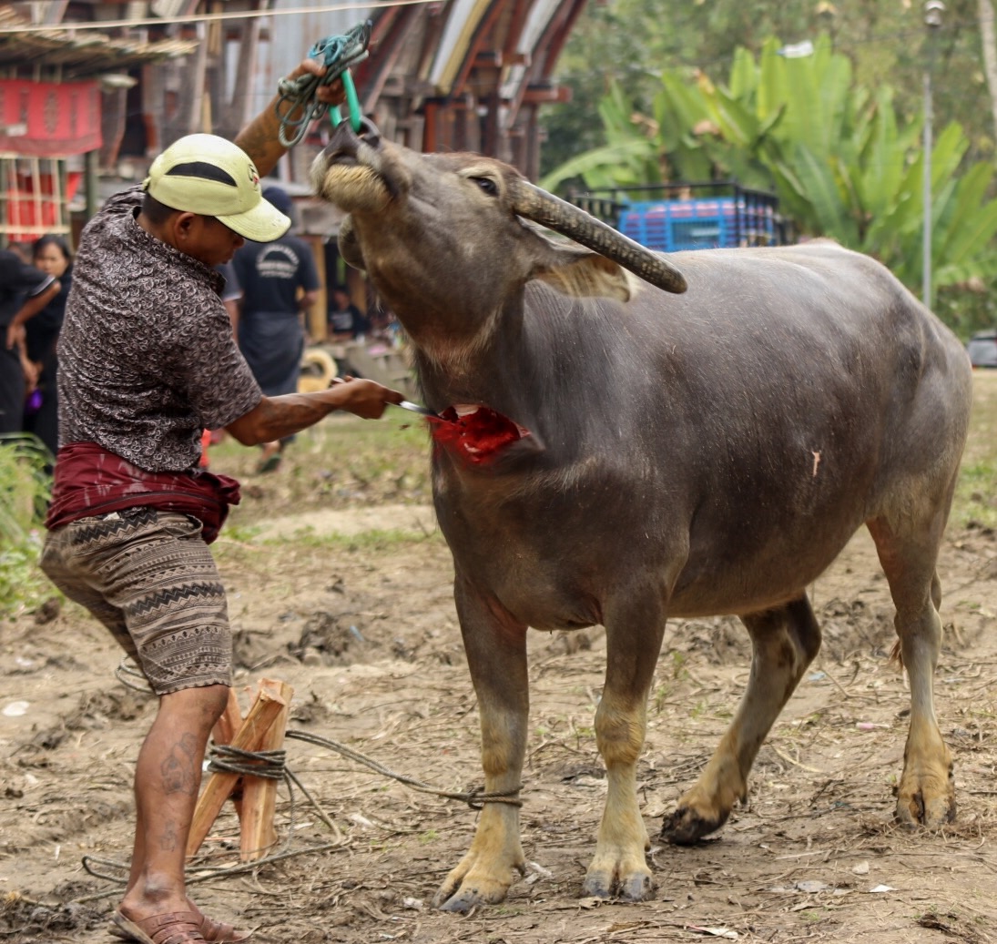 Sacrificial buffalo