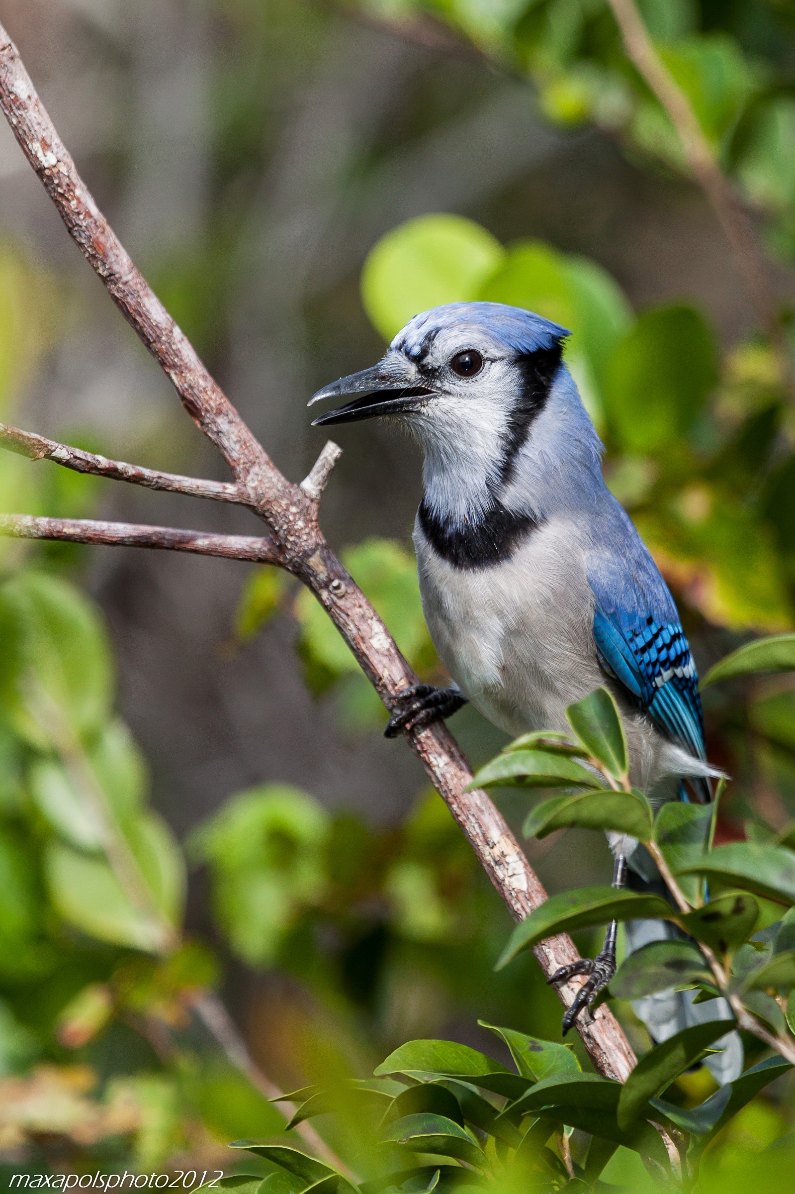 blue jay