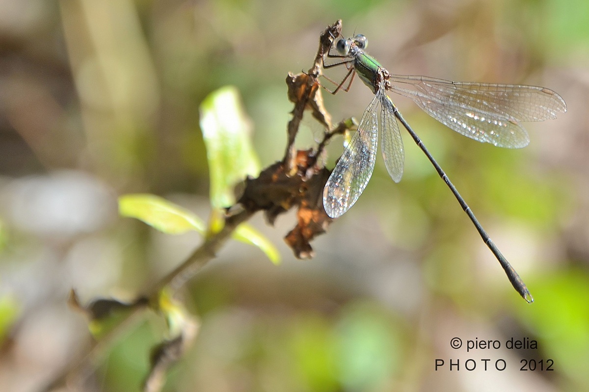 Dragonfly - Lestes viridis