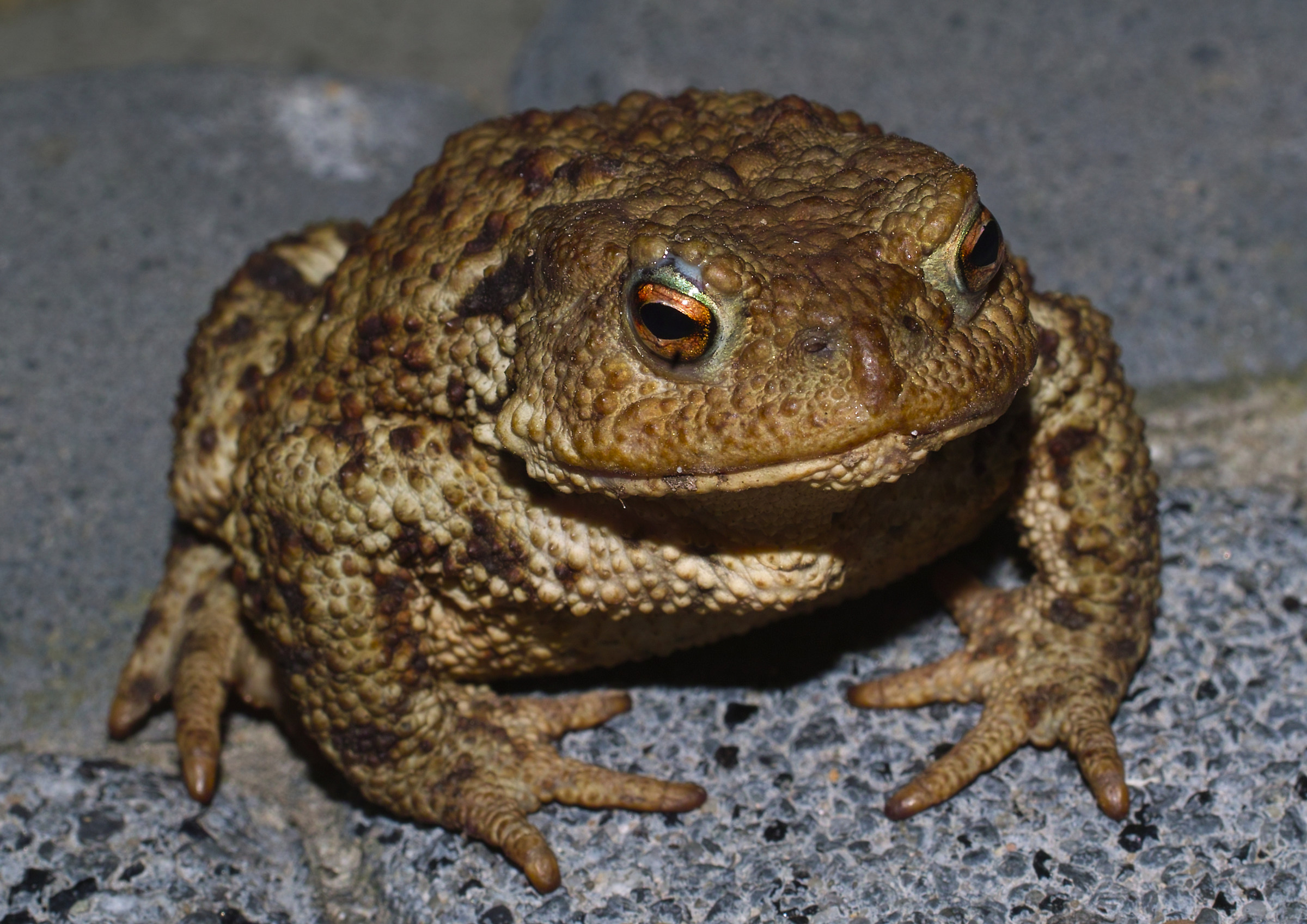 Principessa, Bufo bufo