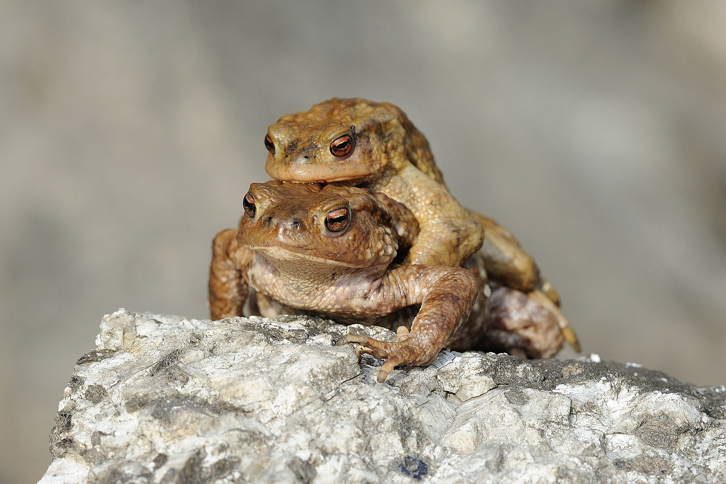 Common toad