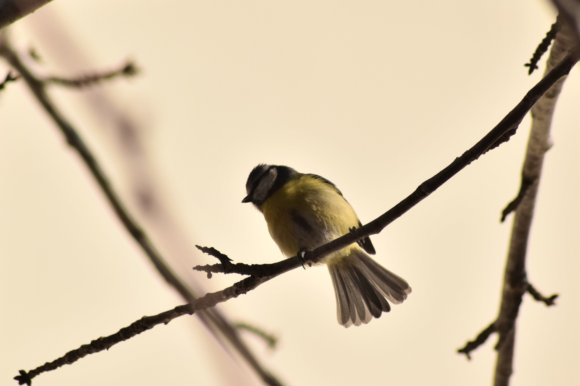 Cinciarella diffidente