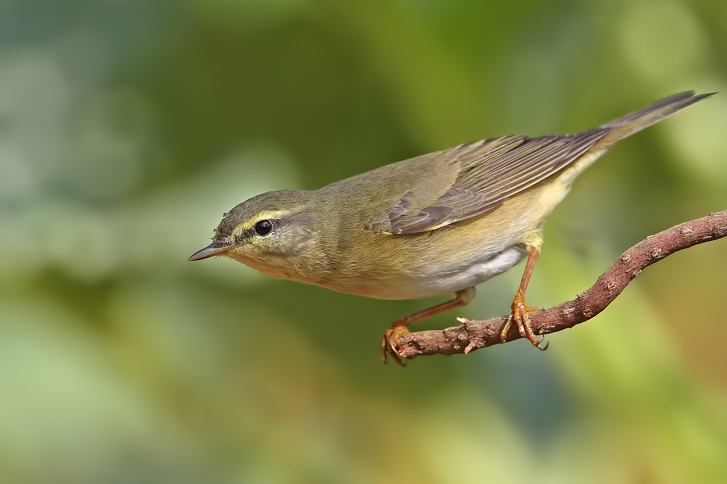 Willow Warbler