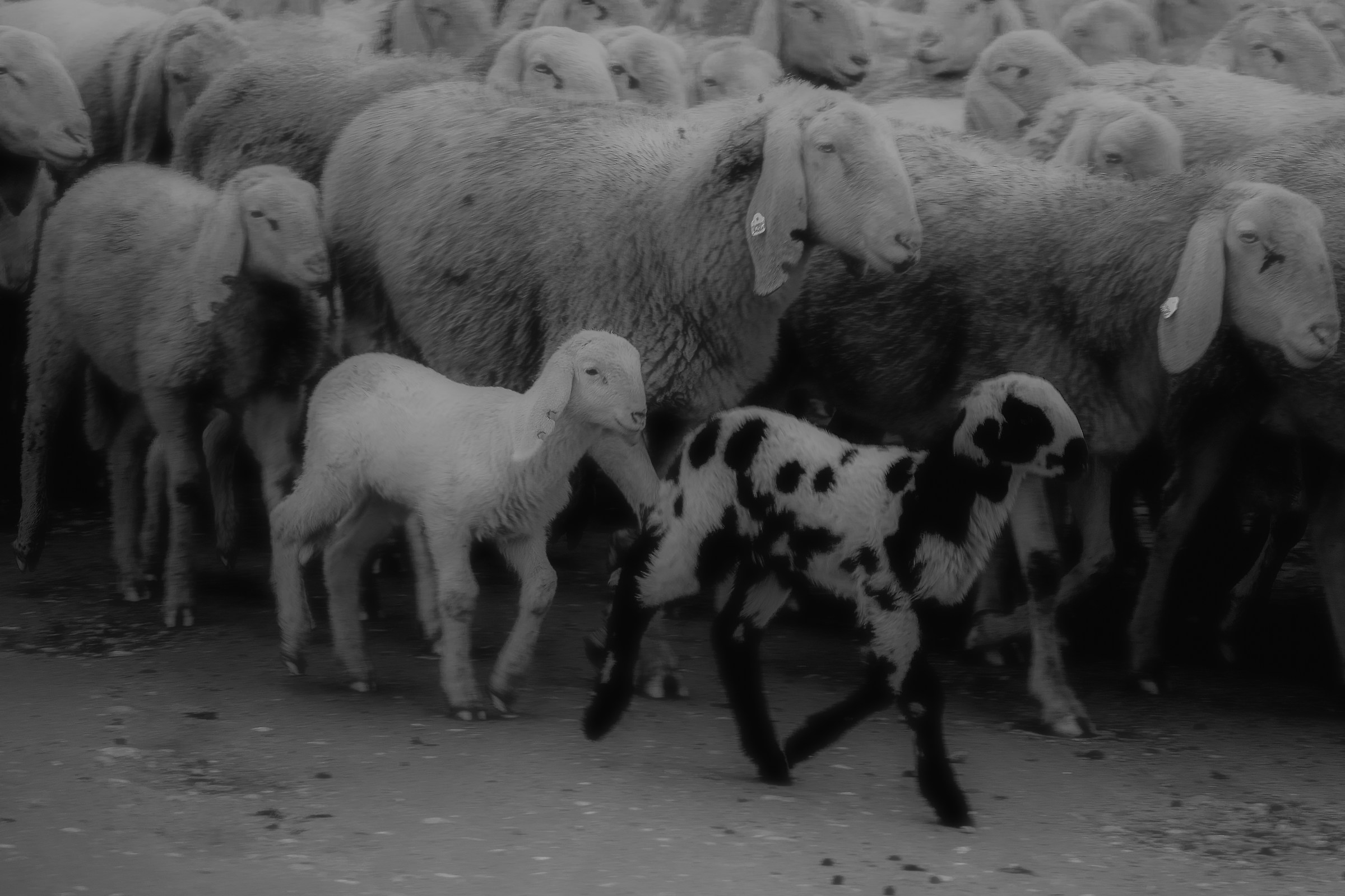 Diverso nella nebbia