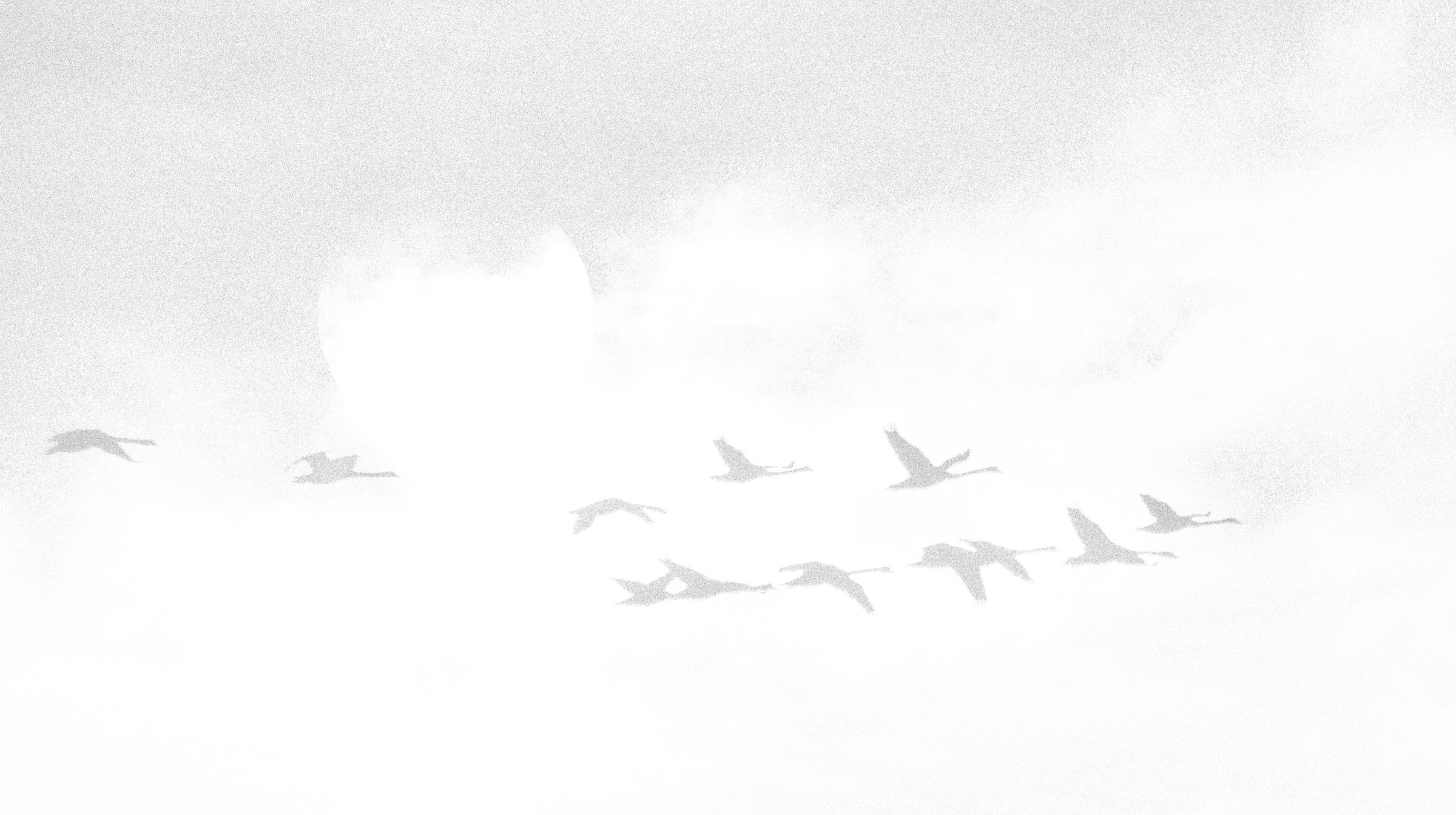 Swans Across The Sun