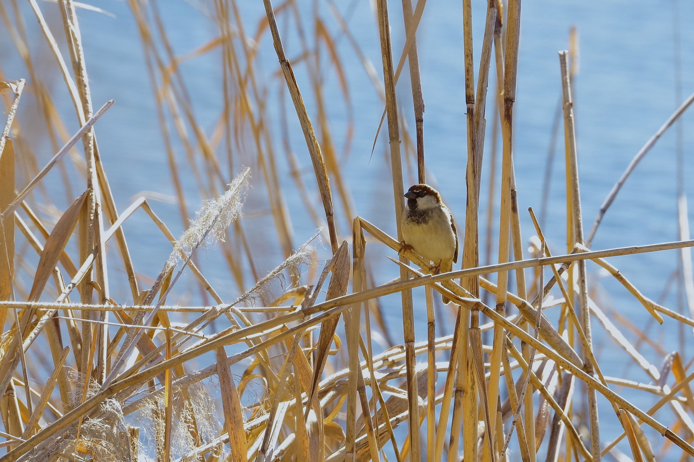 On the cane thicket, Cutout and PP