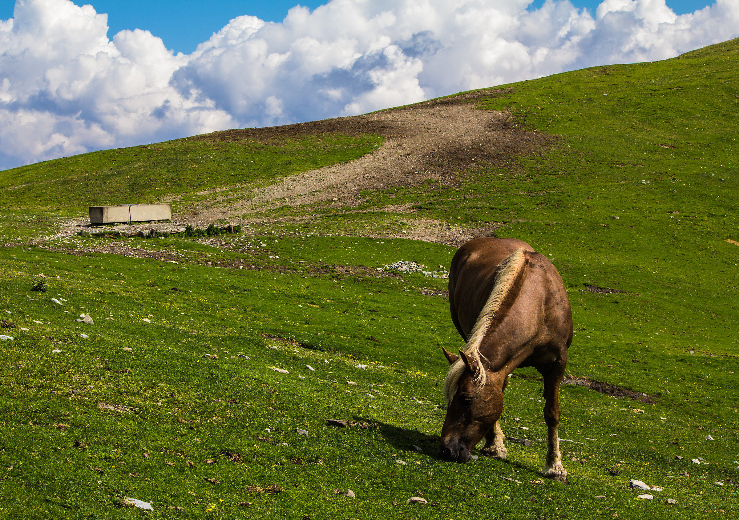 Horses grazing 2 - Monte Östernig