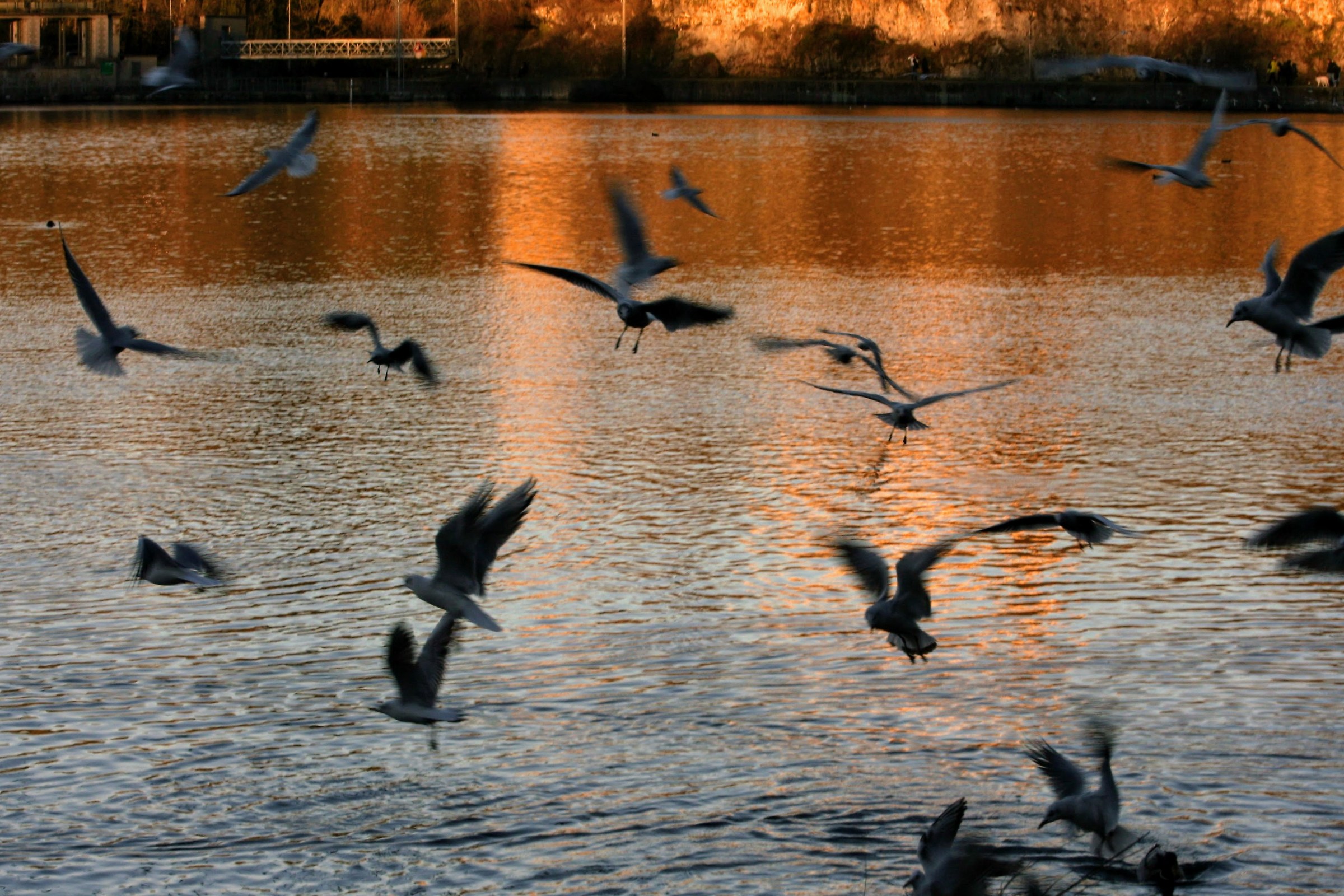 Rive dell'Adda Tramonto