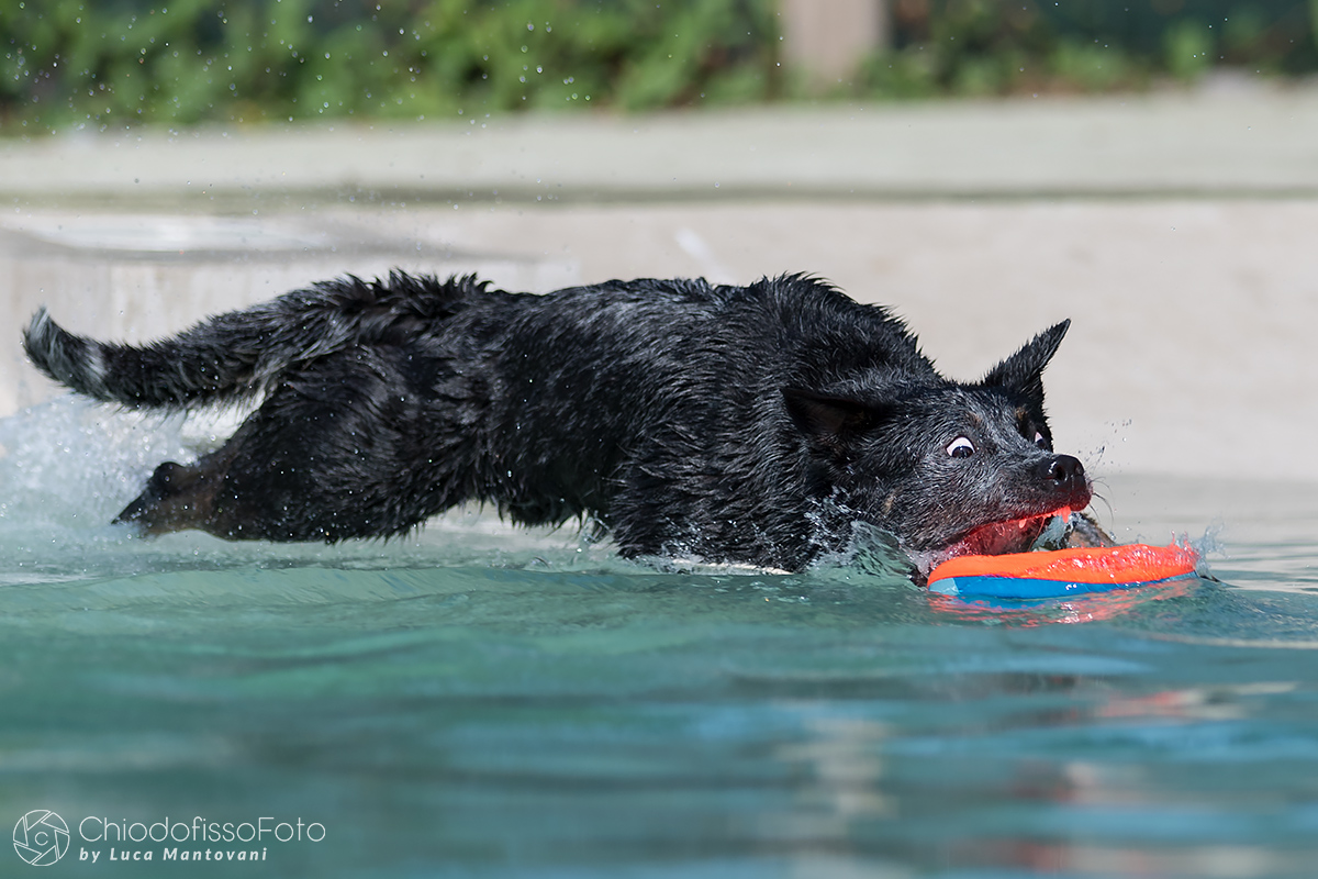Another shot of Stitch, Australian cattle dog