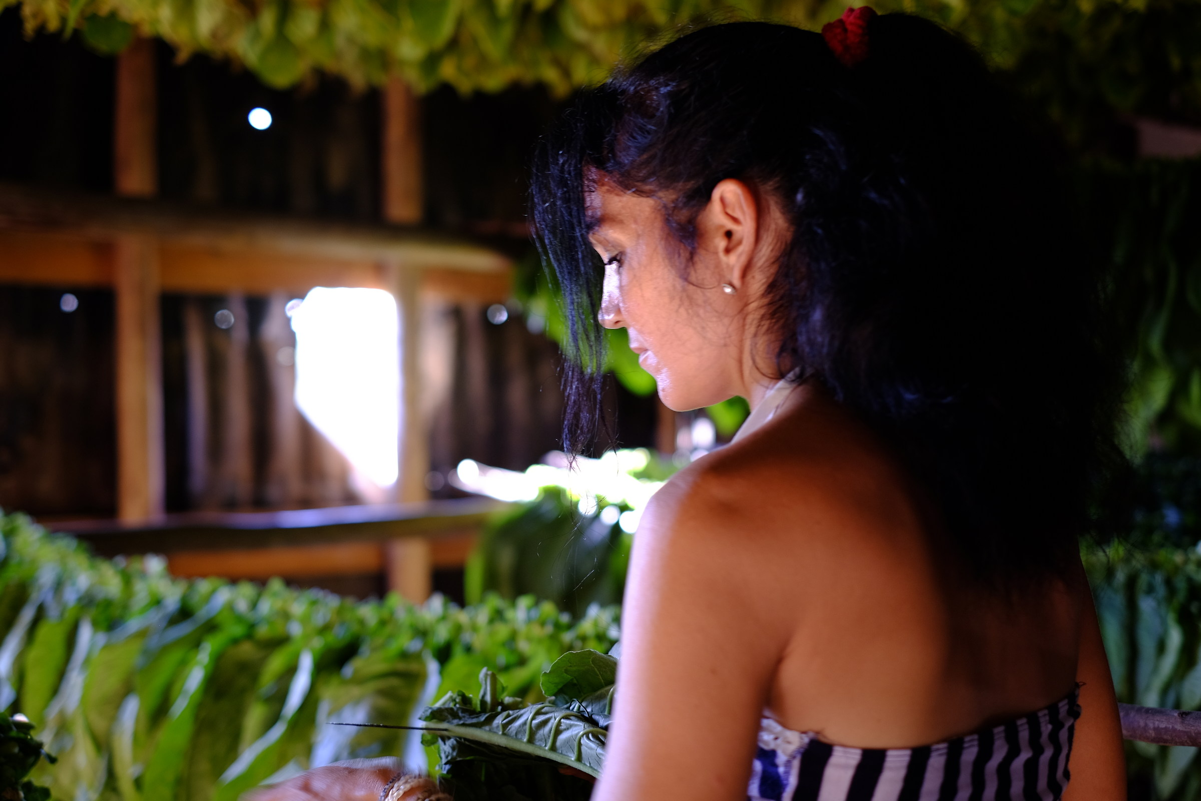 Piantagione di tabacco