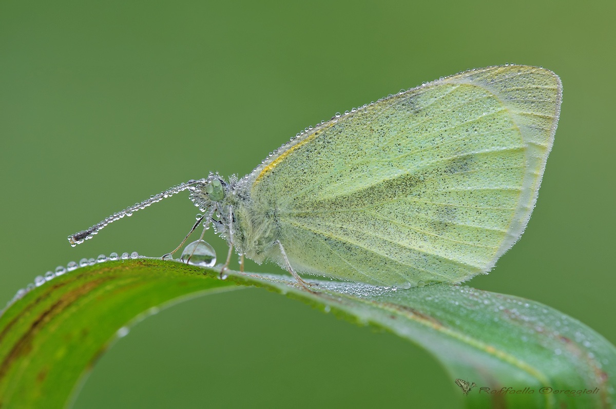 Pieris brassicae