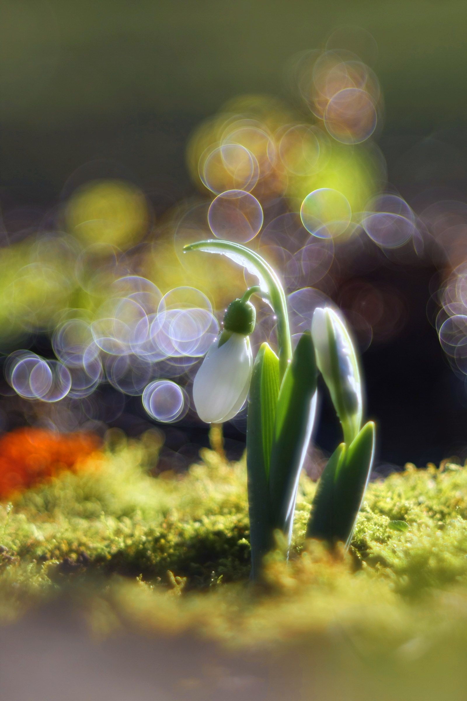 Fiocco di neve dall'Ungheria