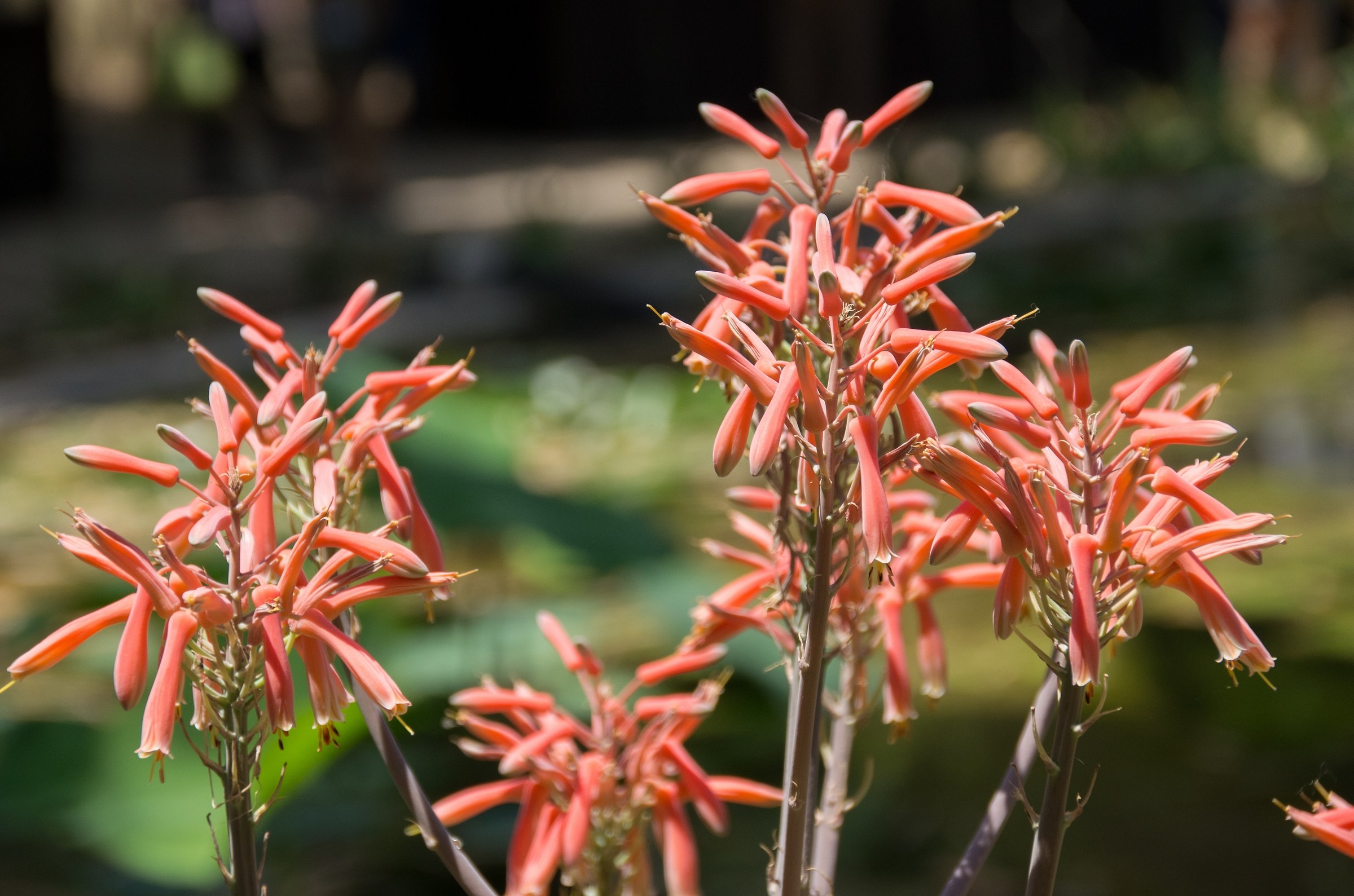 Fiori esotici (Orto botanico di Palermo)