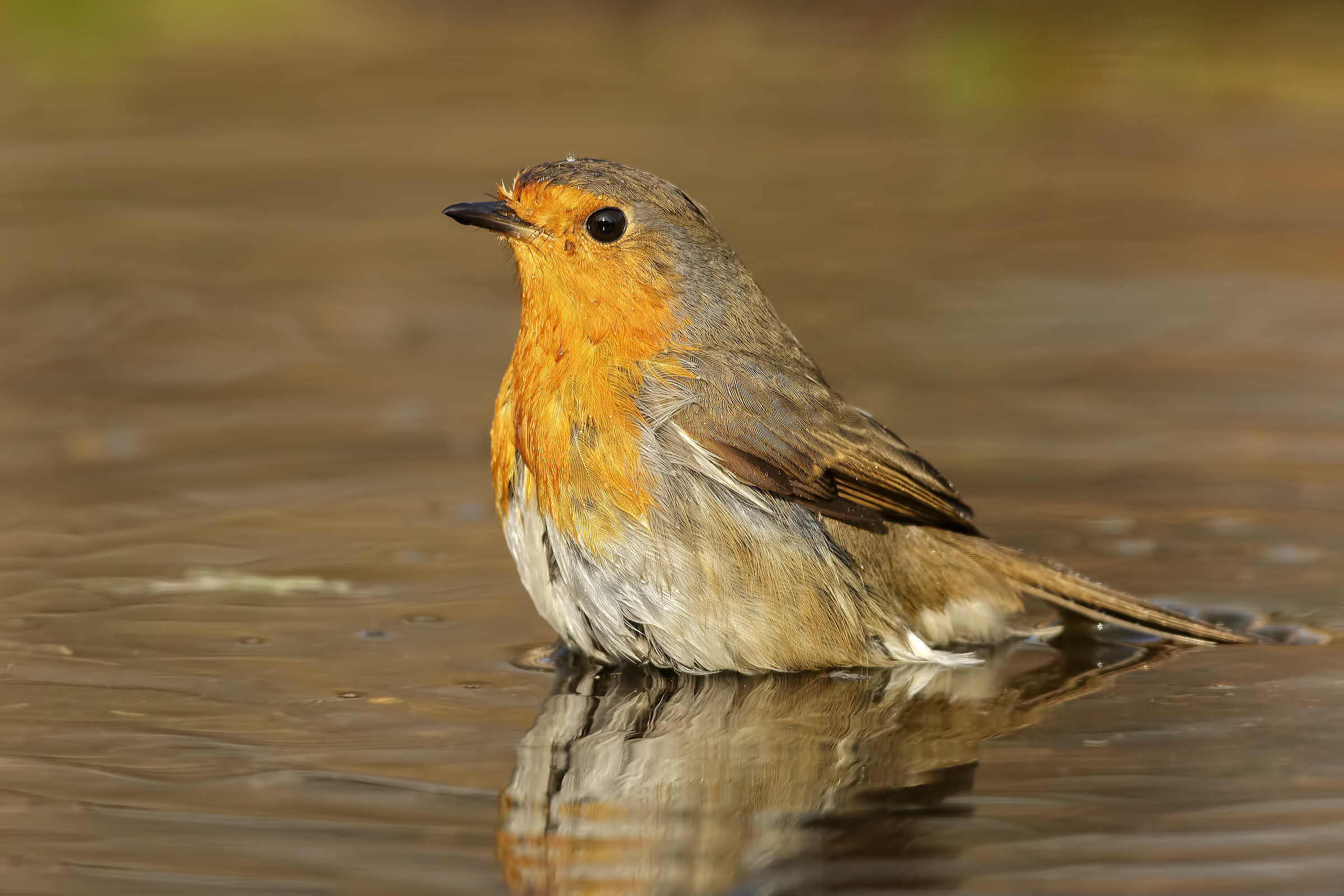Pettirosso at the bath