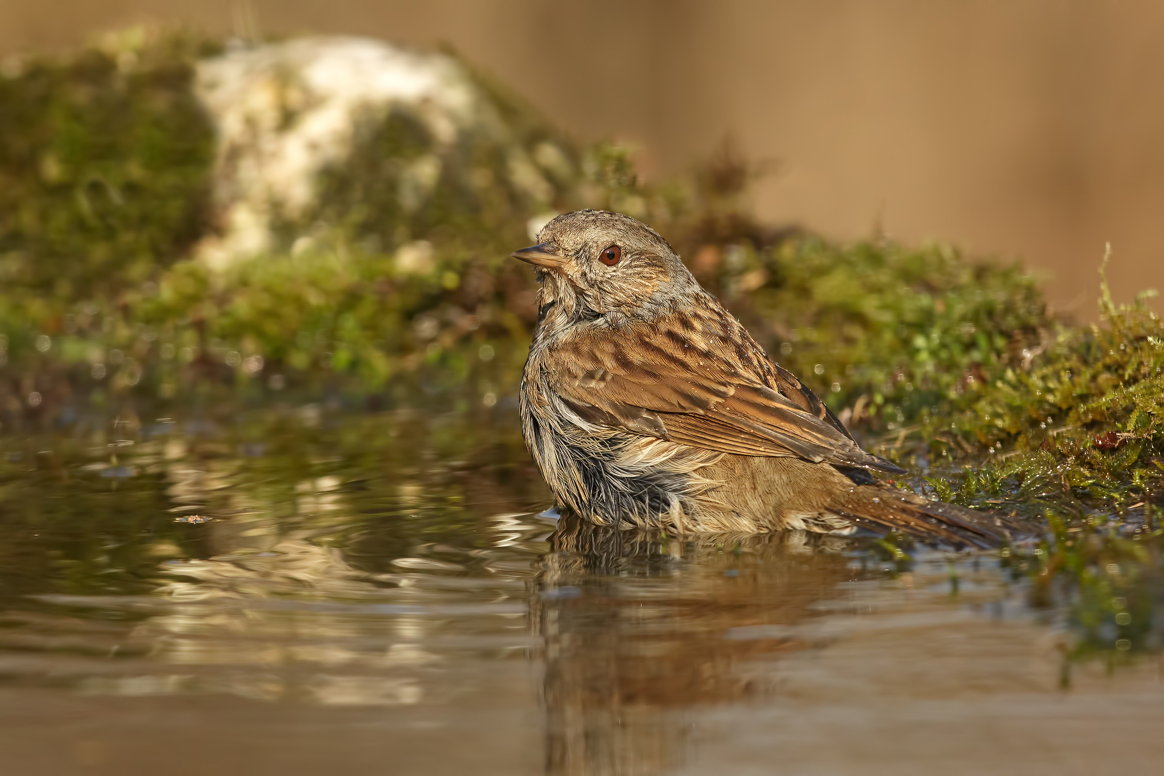 Flounder in a bath